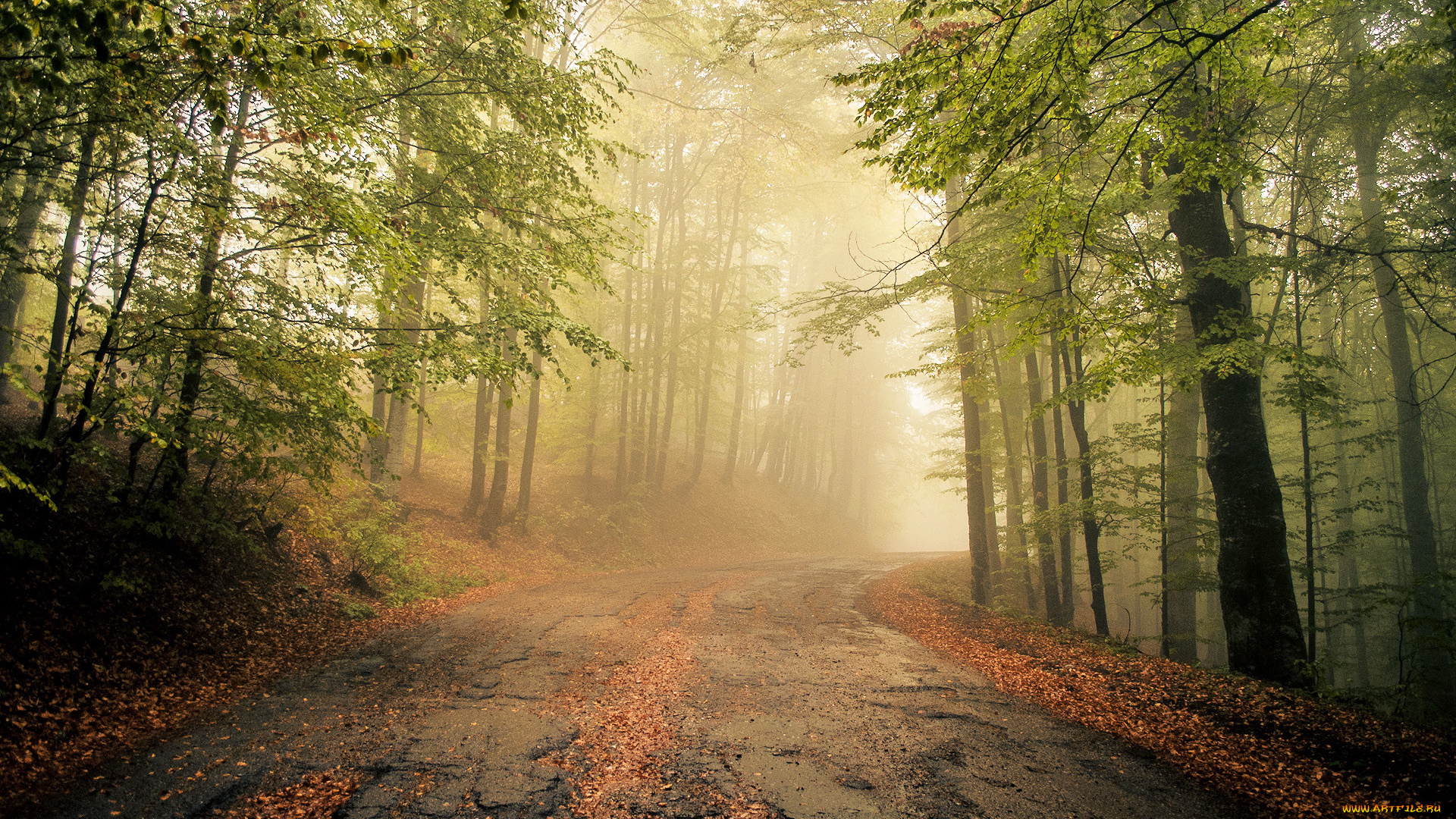 природа, дороги, туман, лес, дорога