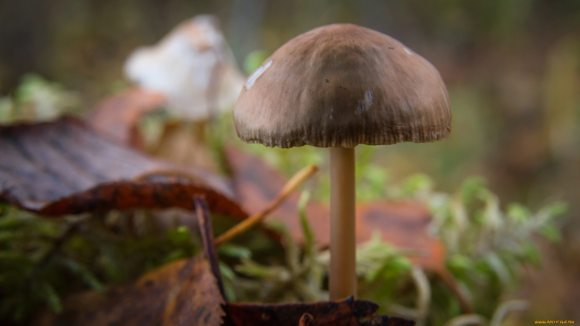 природа, грибы, макро, гриб