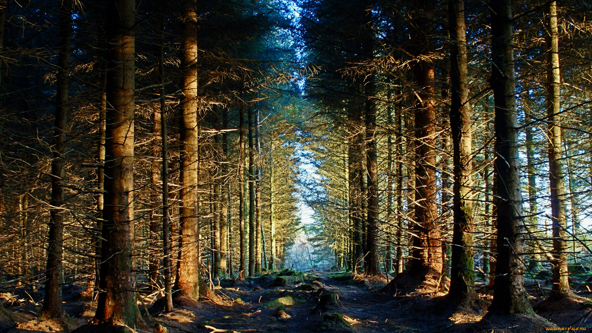 природа, лес, дорога, ели, ле