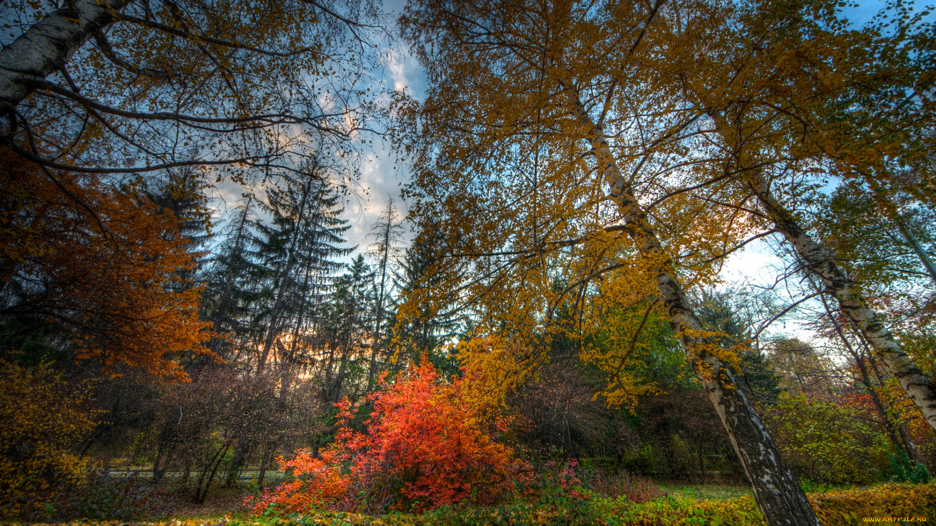 природа, лес, осень