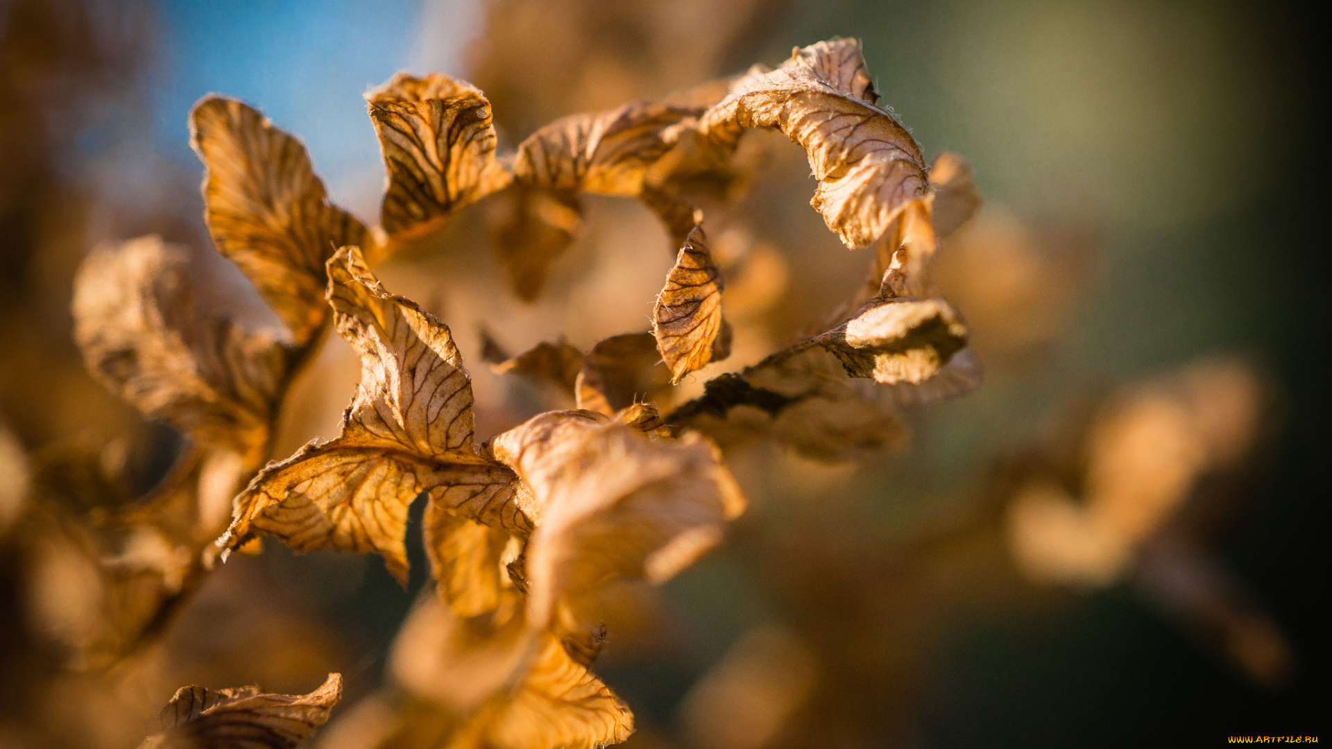 природа, листья, желтые, макро