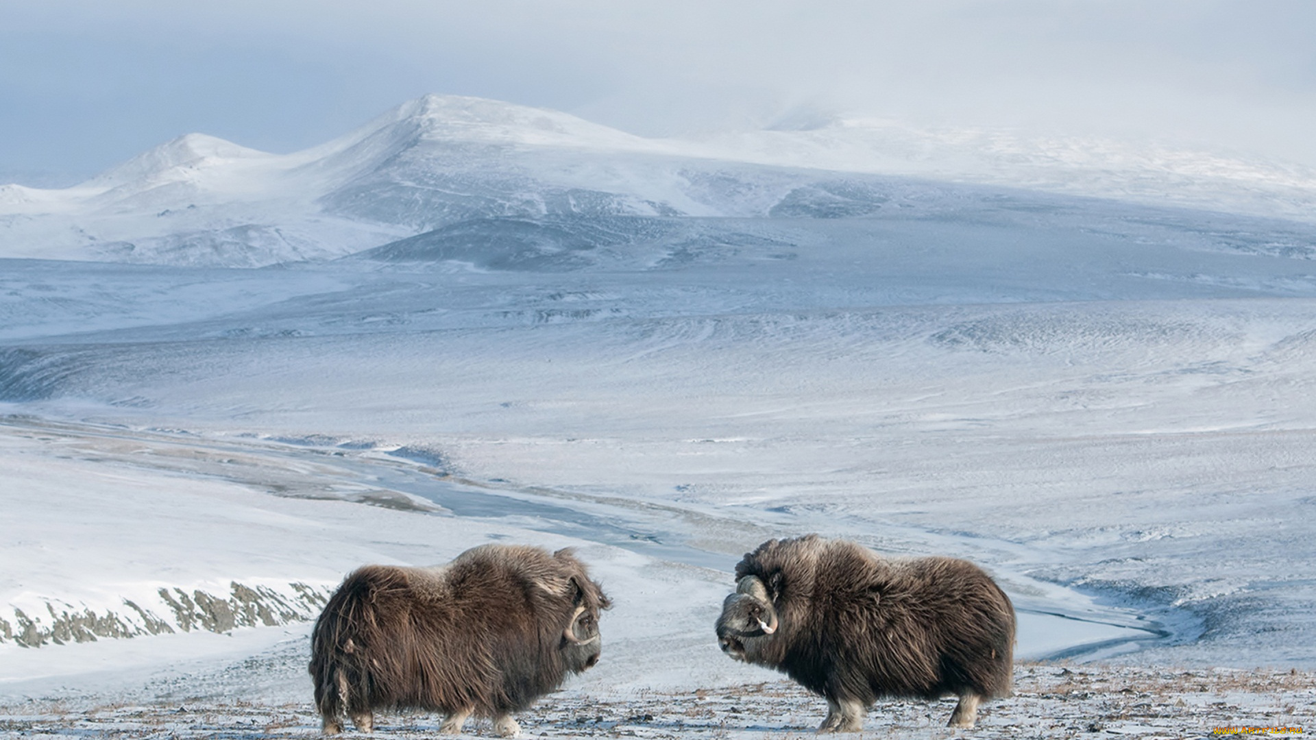 животные, коровы, , буйволы, снег, яки