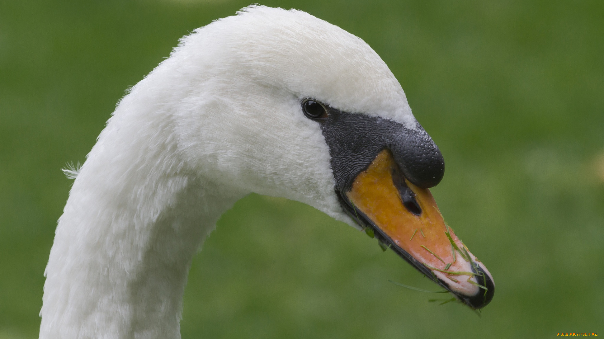 животные, лебеди, клюв, профиль, голова, лебедь