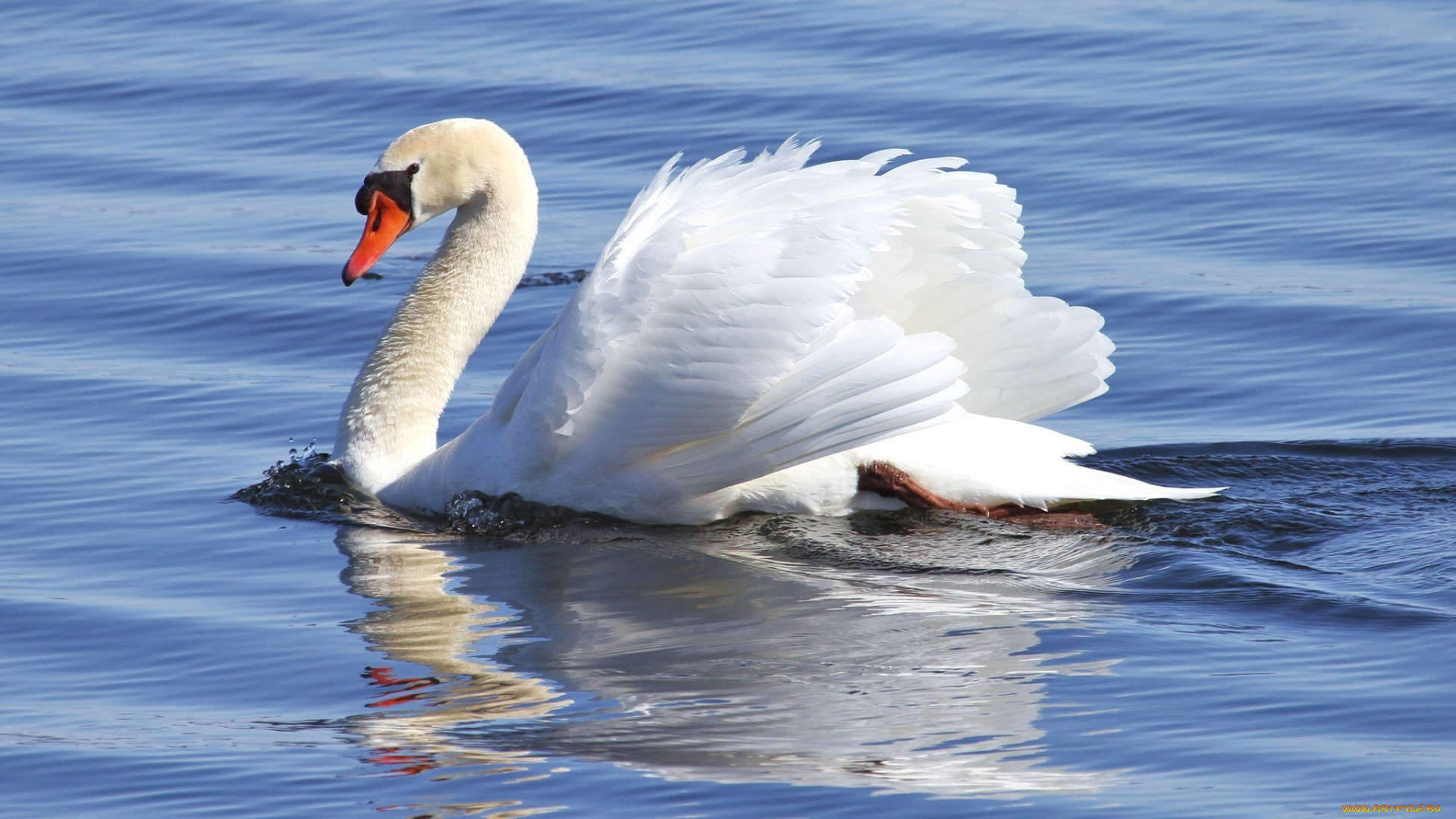 животные, лебеди, лебедь, белый, вода, грация