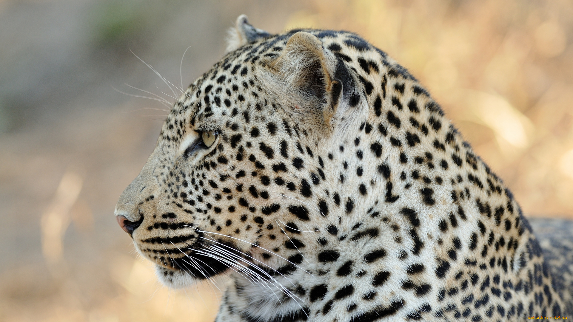 животные, леопарды, леопард, морда, профиль