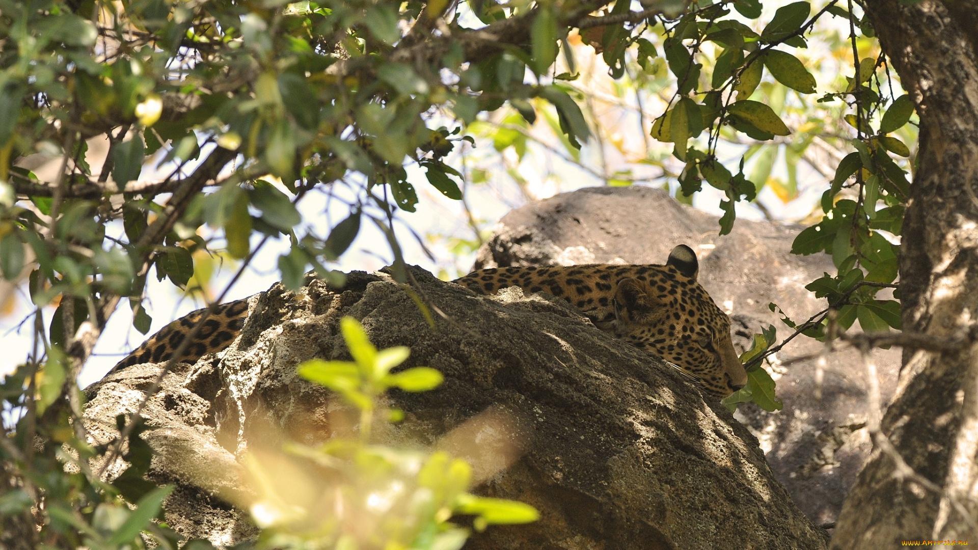 животные, леопарды, леопард, отдых, листва