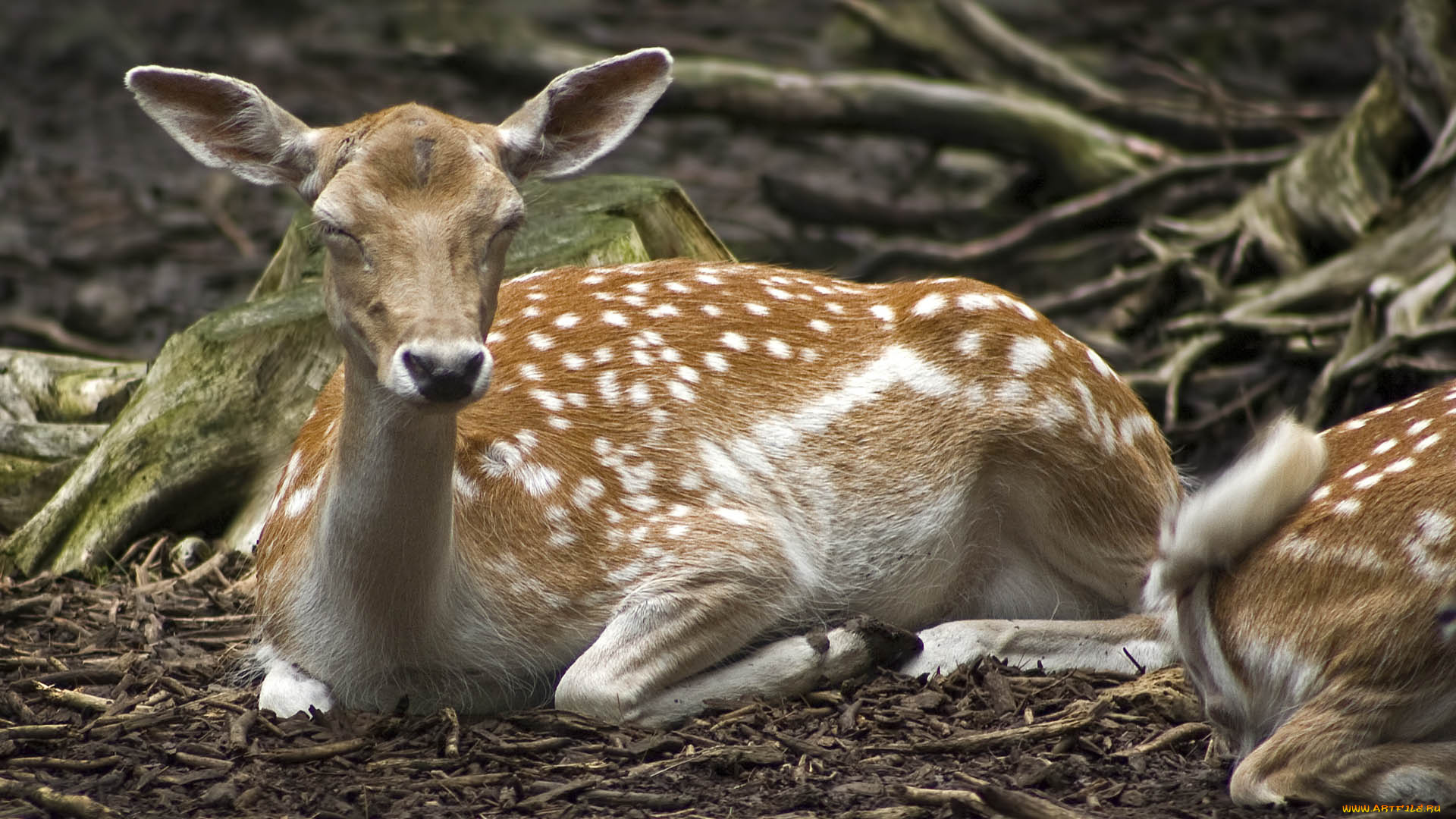 животные, олени