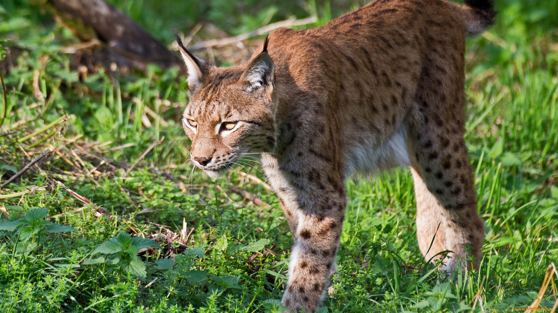 животные, рыси, рысь