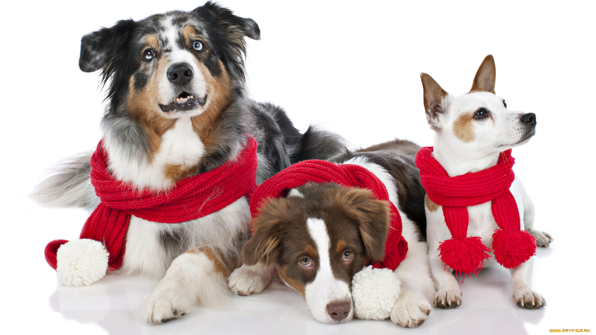 животные, собаки