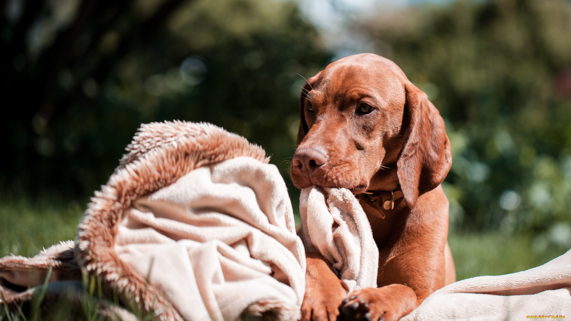 животные, собаки, венгерская, выжла, взгляд, собака, плед, трава