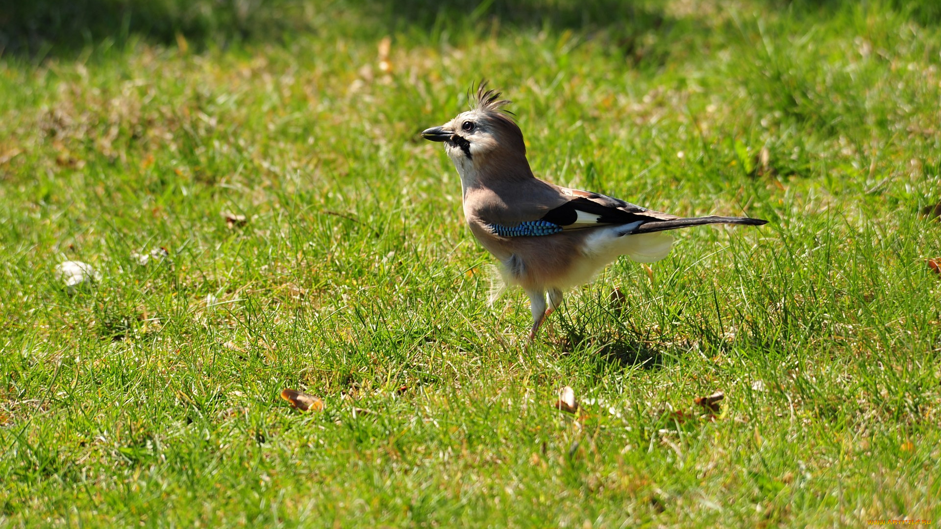 животные, сойки, трава