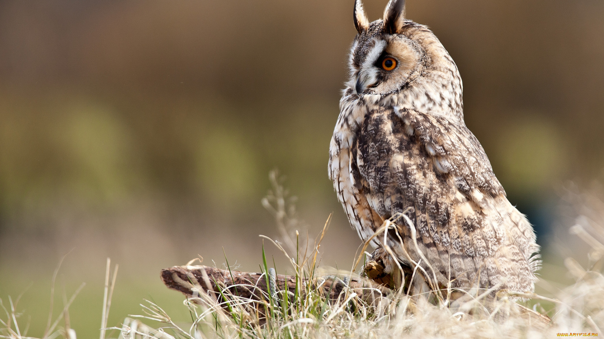 животные, совы, сон, спит, лежа, ушастая, сова