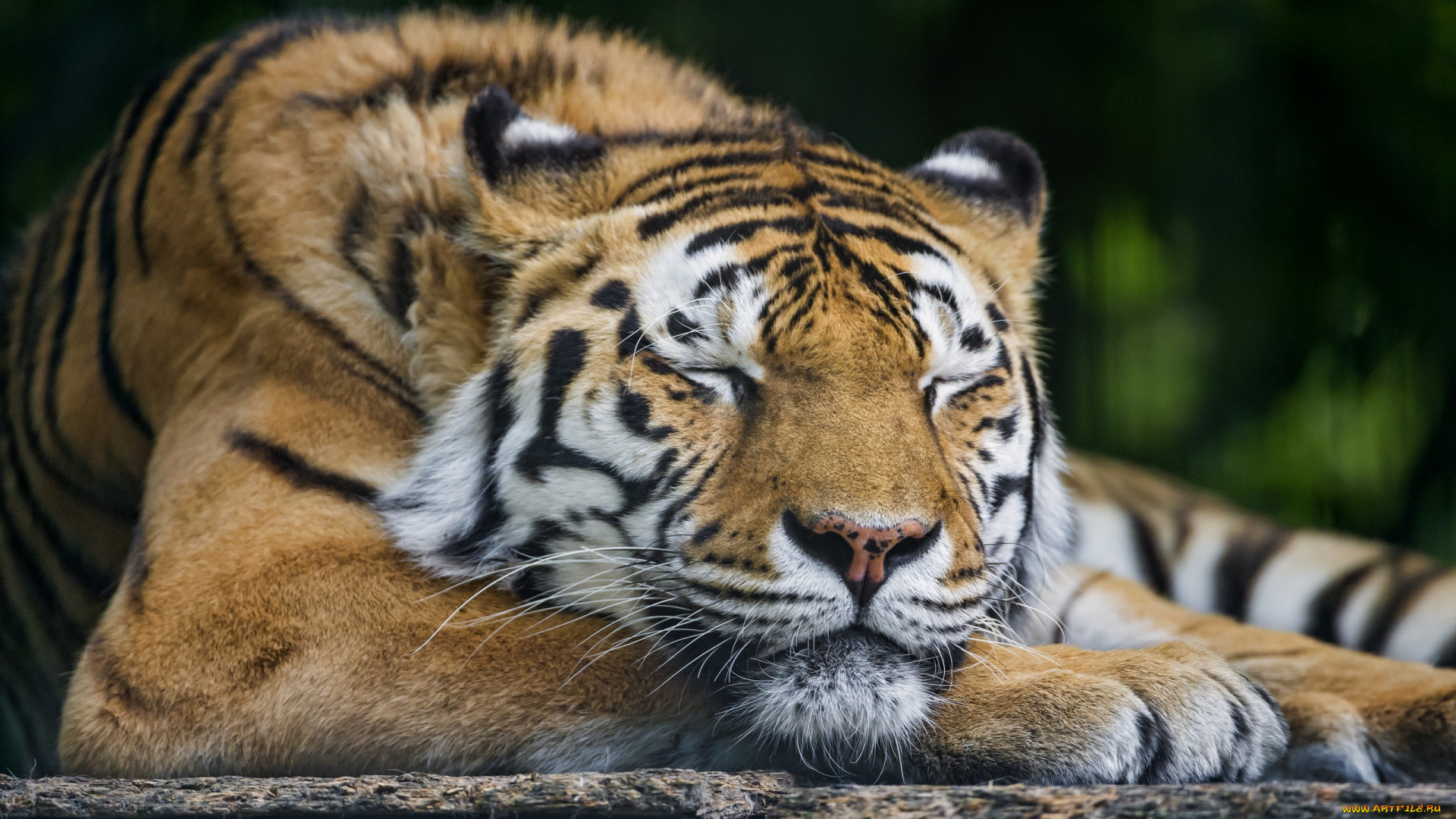животные, тигры, сон