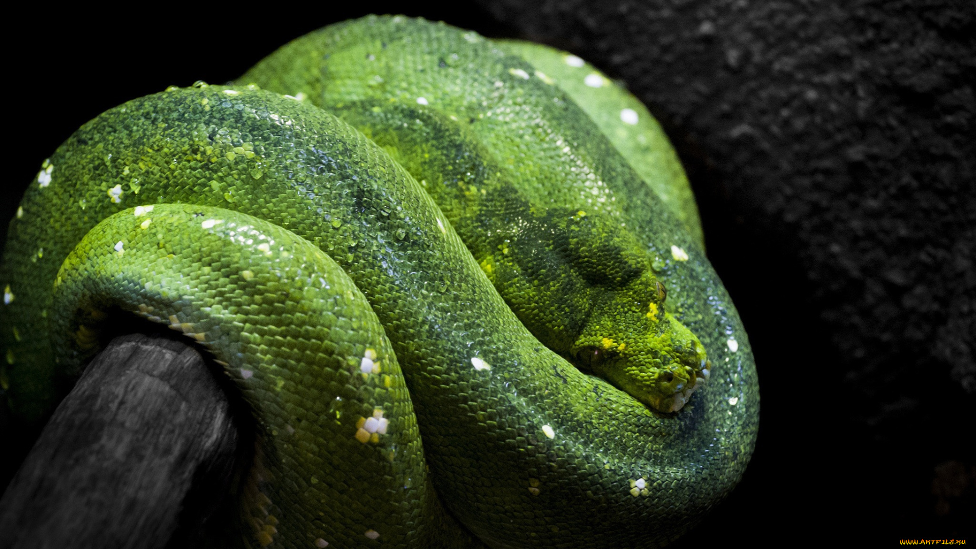 животные, змеи, , питоны, , кобры, зеленый, древесный, питон, темный, фон