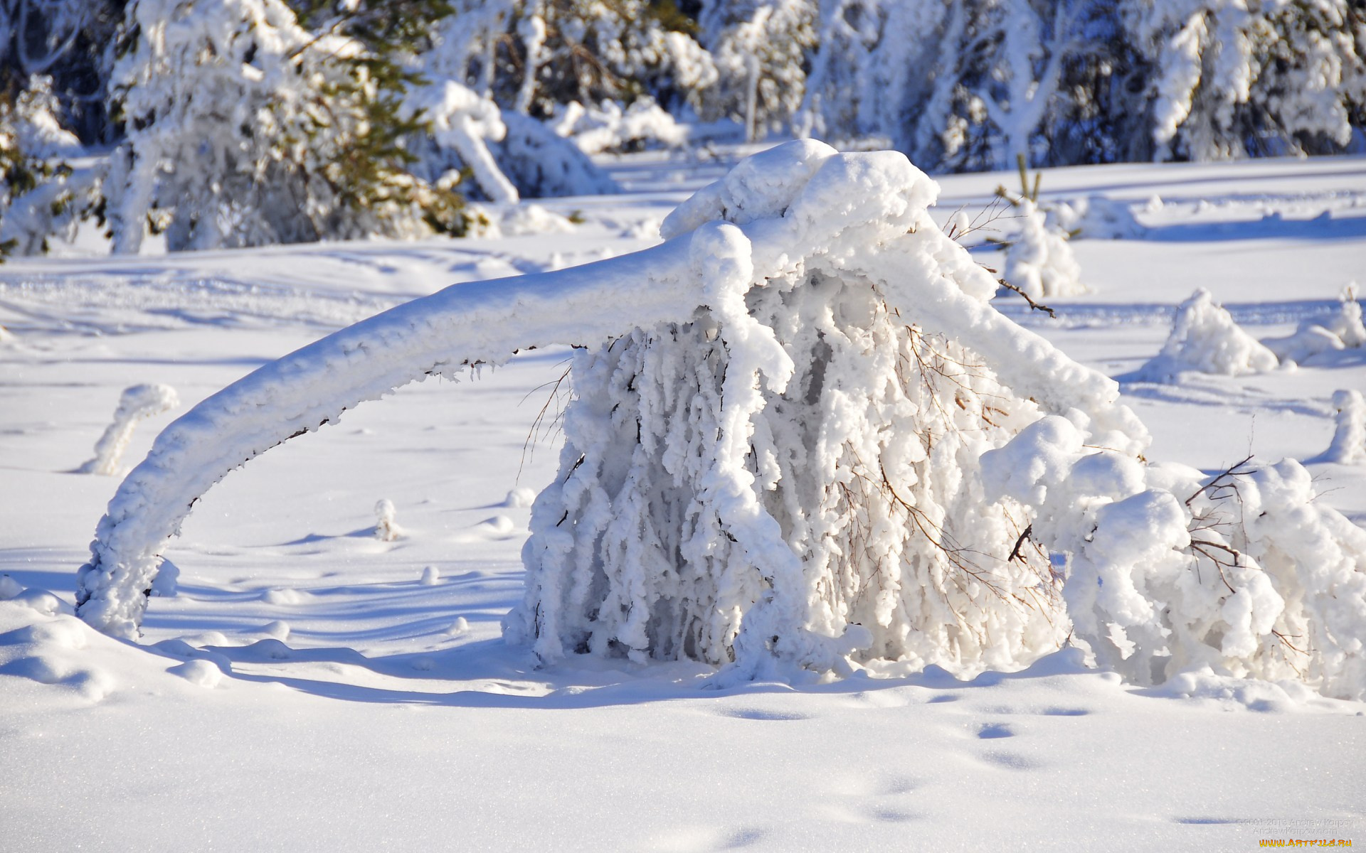 природа, зима, снег, ай-петри, крым