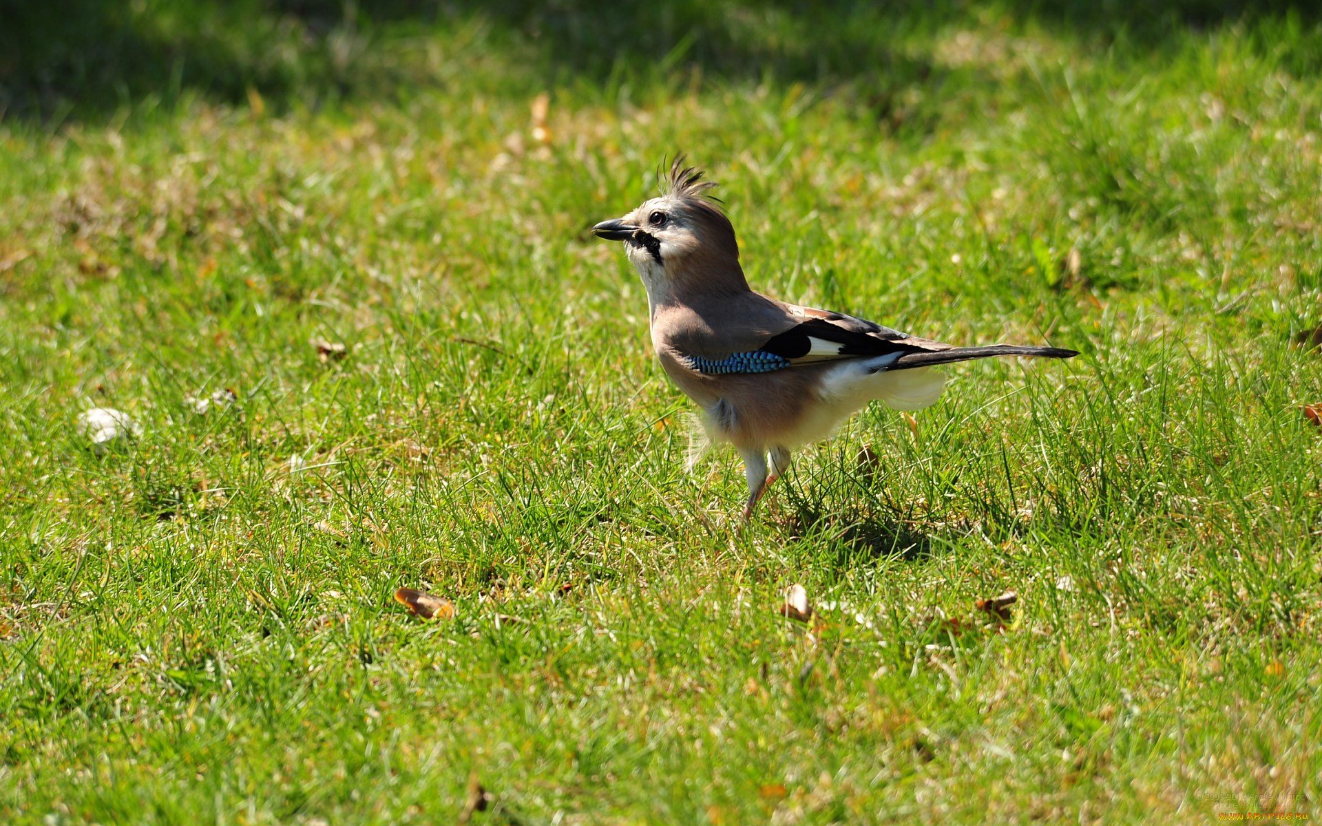 животные, сойки, трава