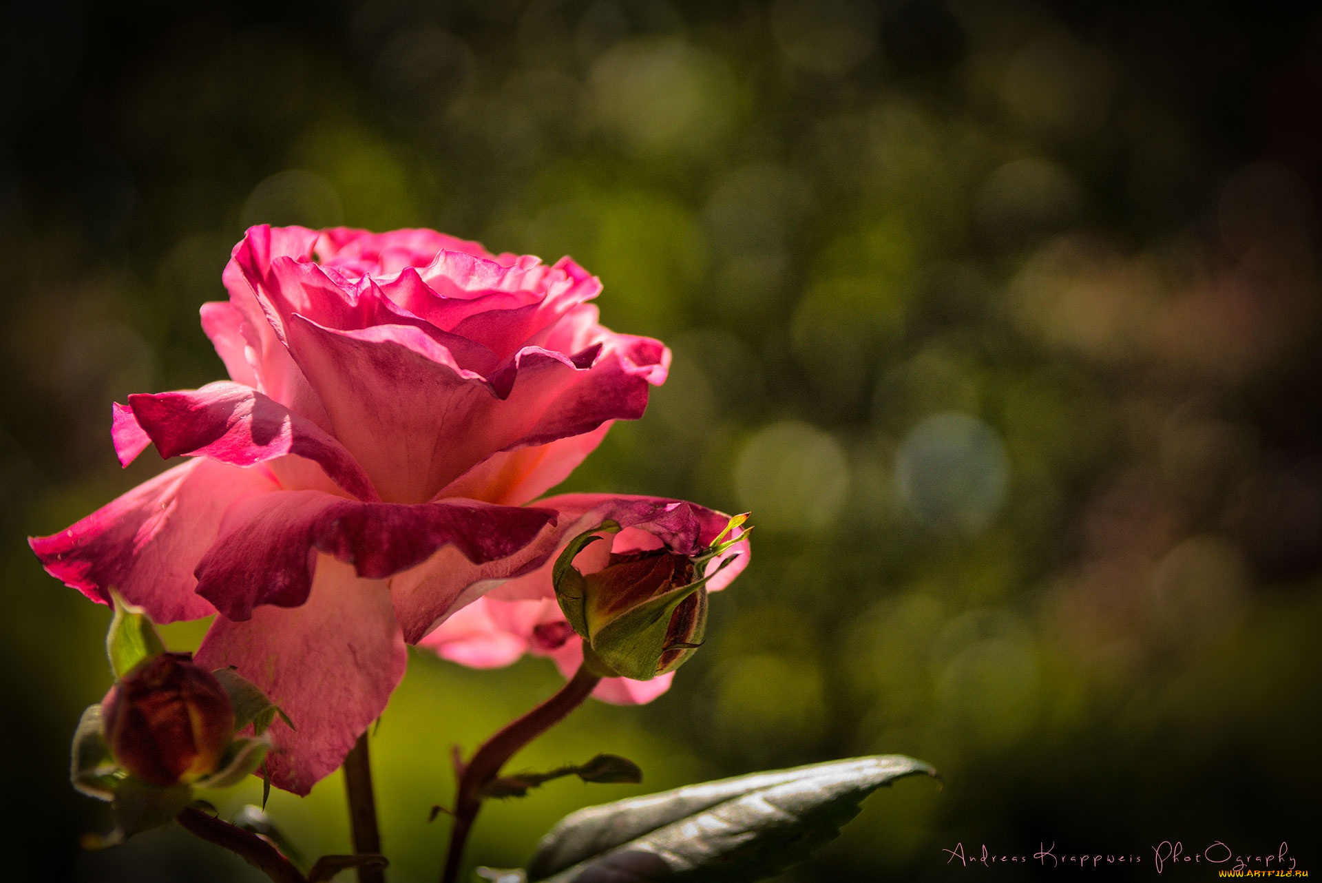 цветы, розы, роза, лепестки, бутоны, макро