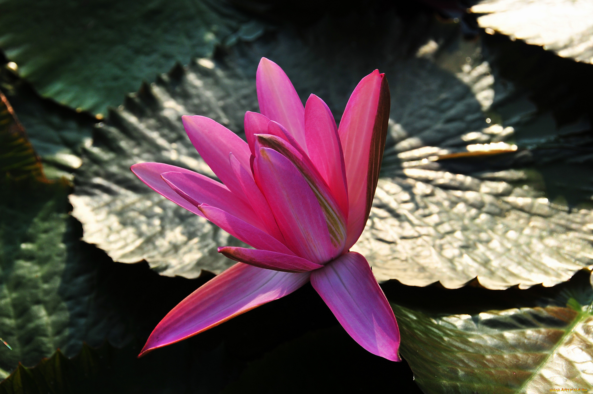 цветы, лилии, водяные, , нимфеи, , кувшинки, листья, цветок, вода