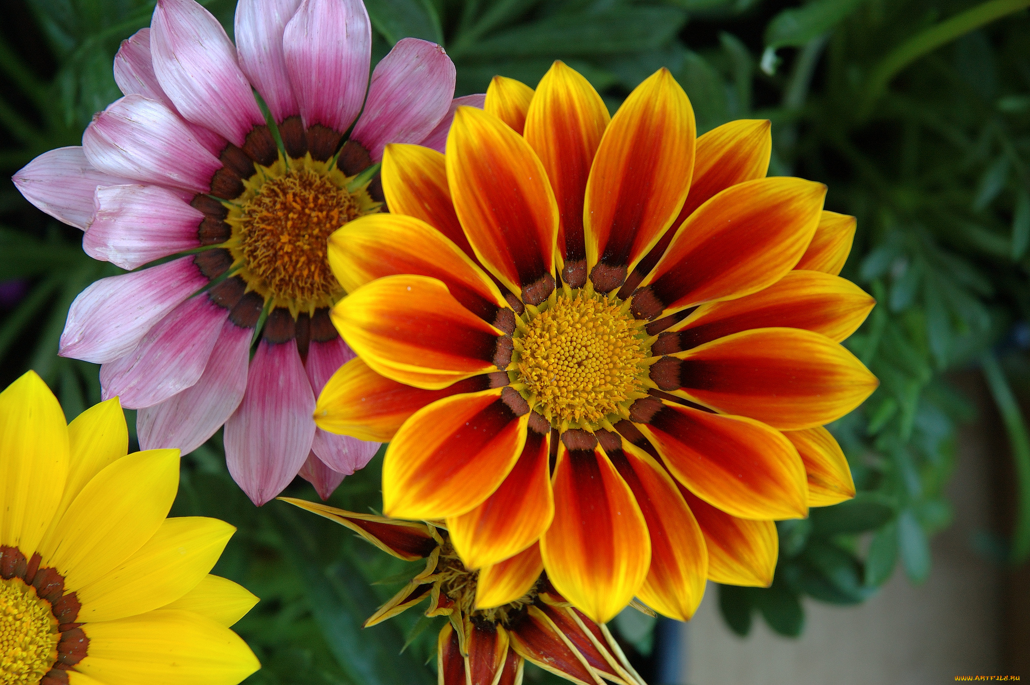 цветы, газания, цветок, лепестки