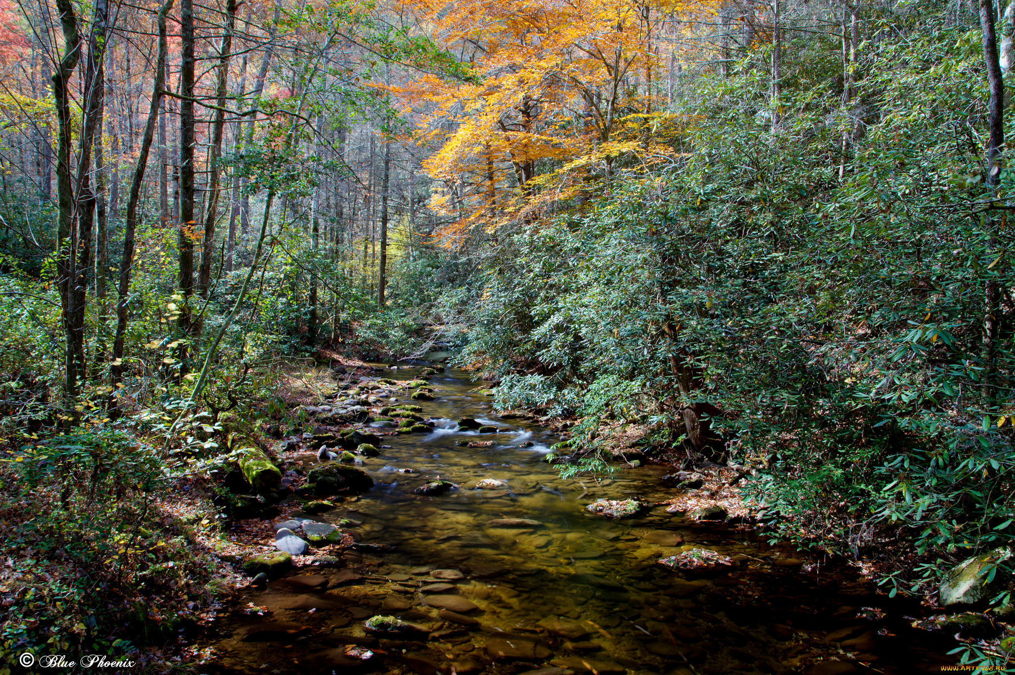 природа, реки, озера, лес, ручей