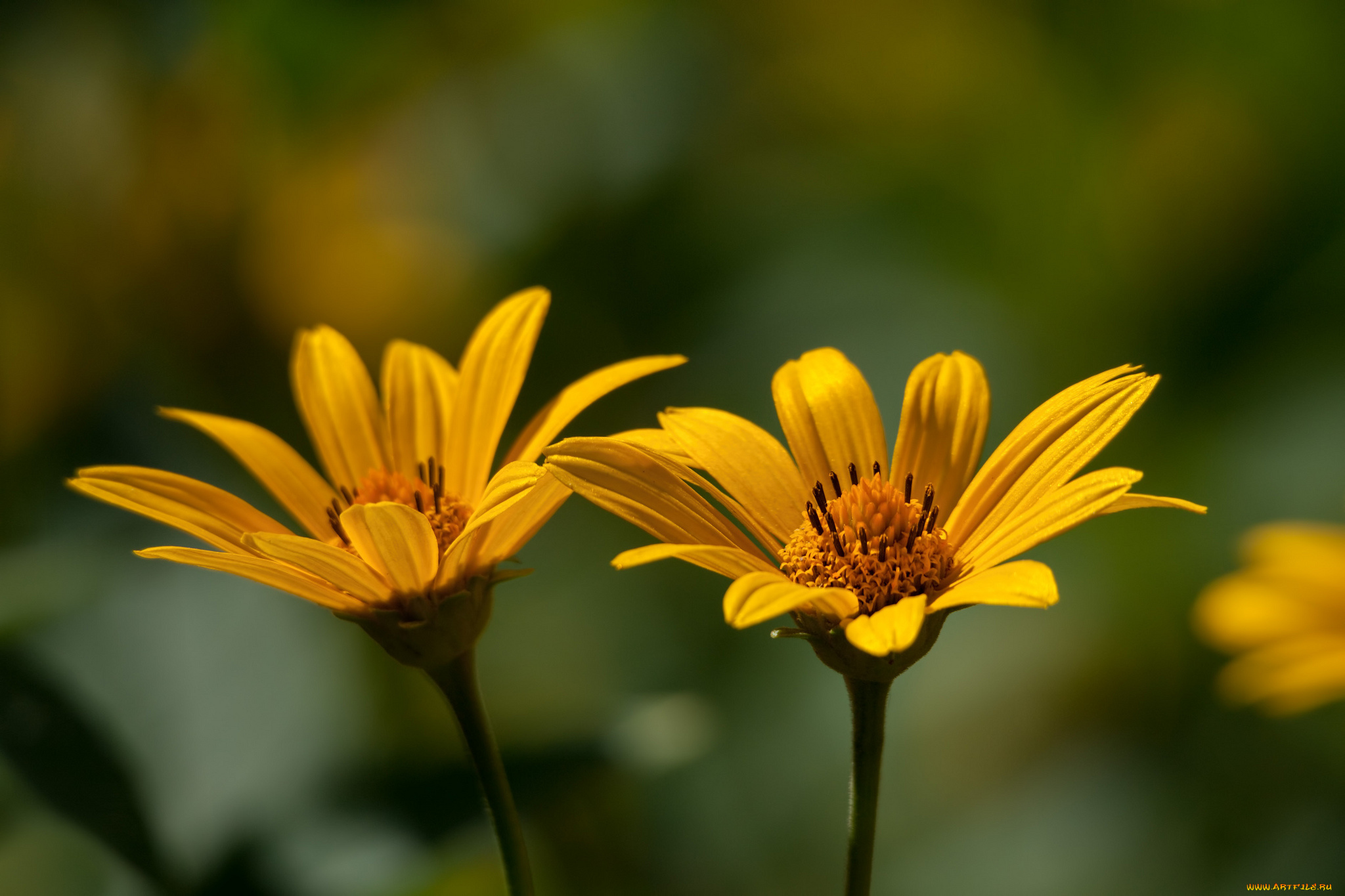 цветы, лепестки, тычинки