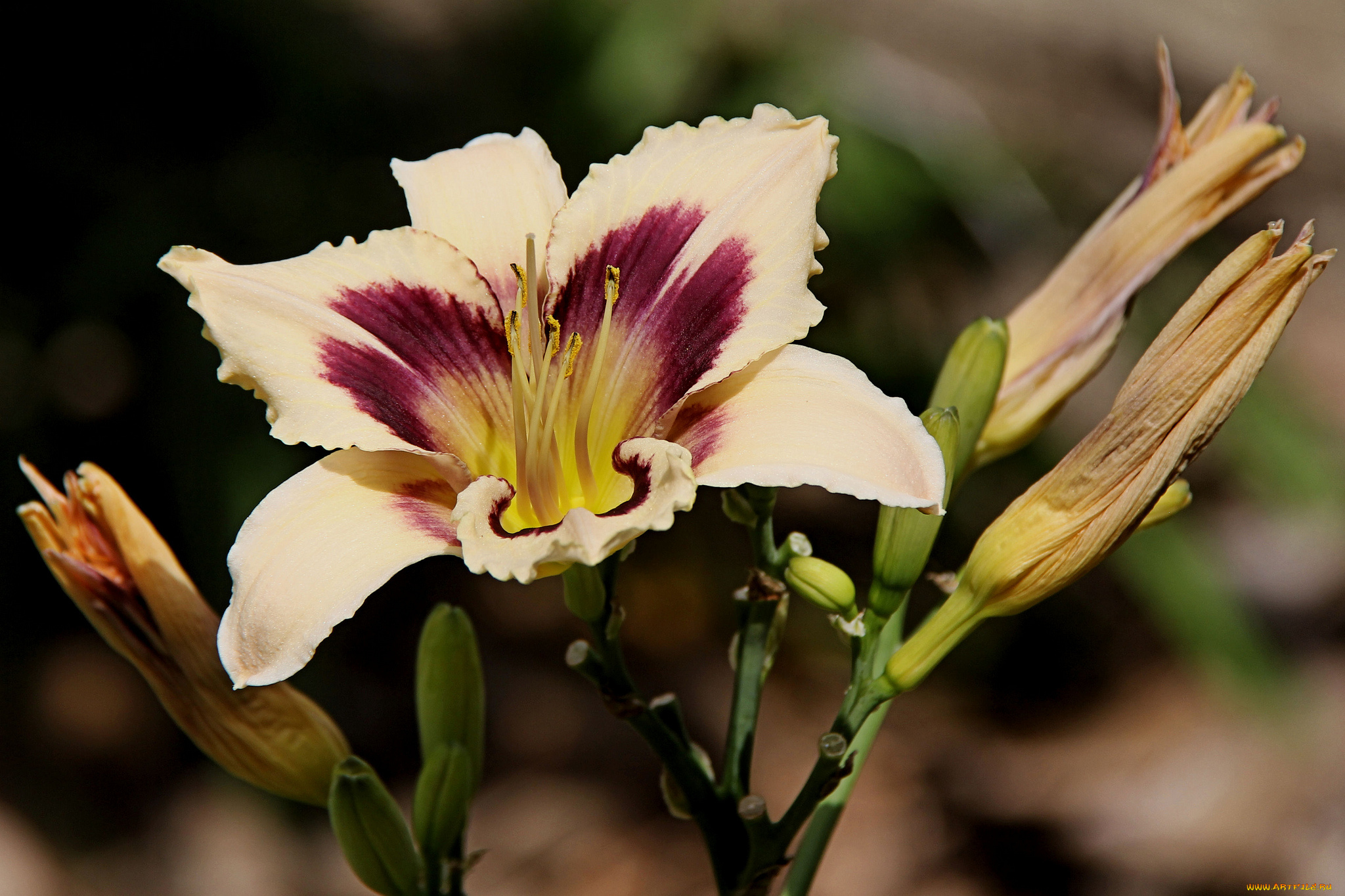 цветы, лилии, , лилейники, стебель, цветки