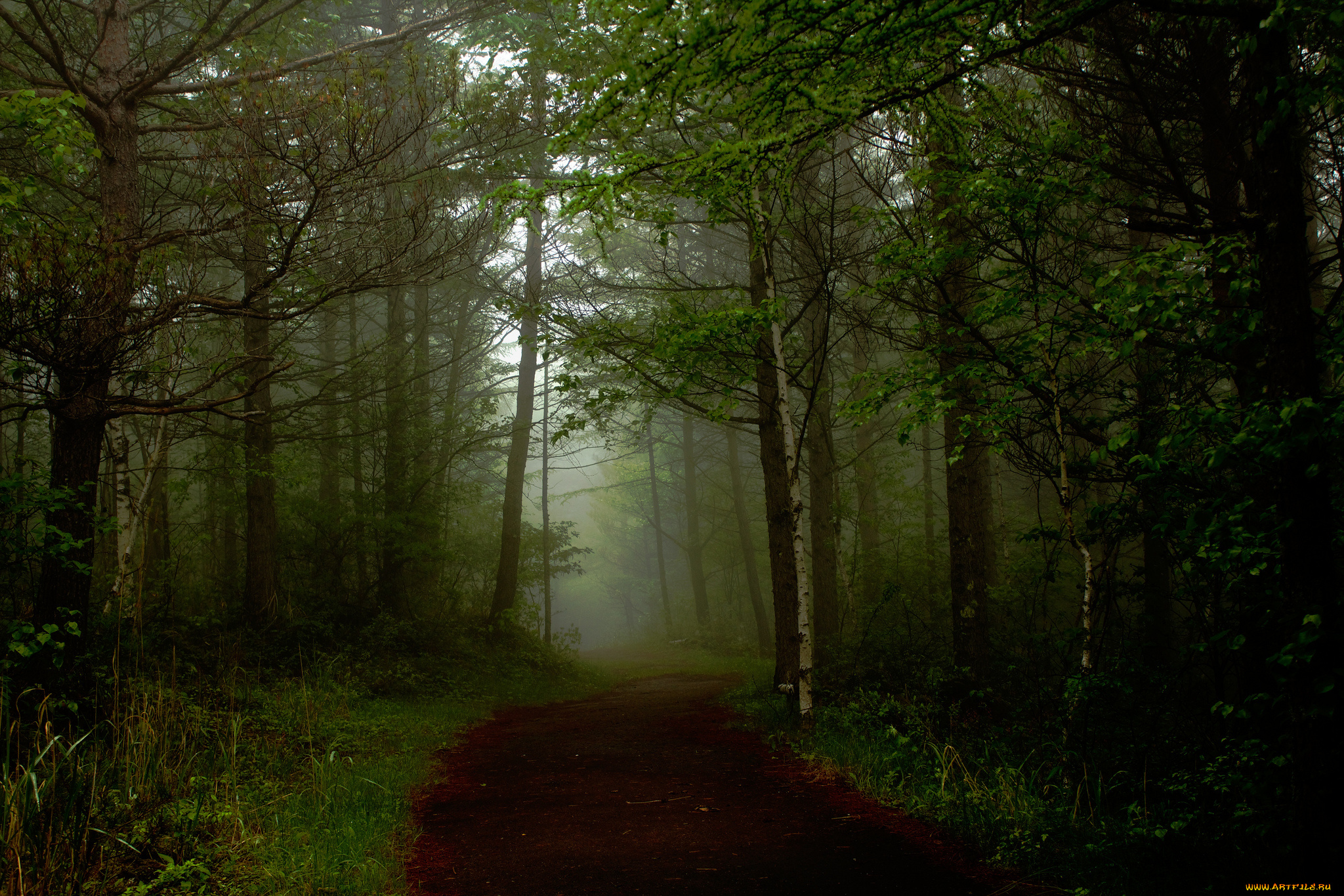 природа, дороги, туман, дорога, лес