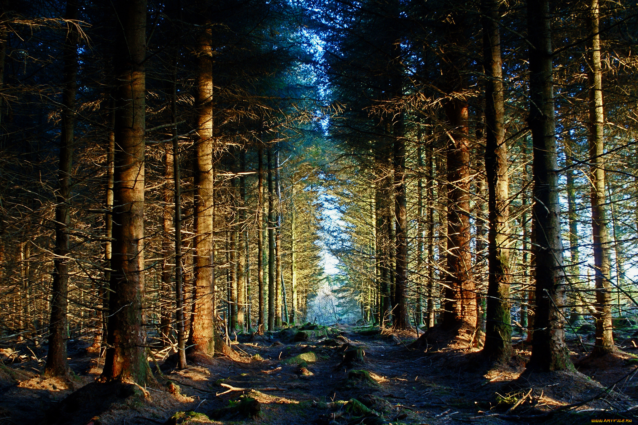 природа, лес, дорога, ели, ле