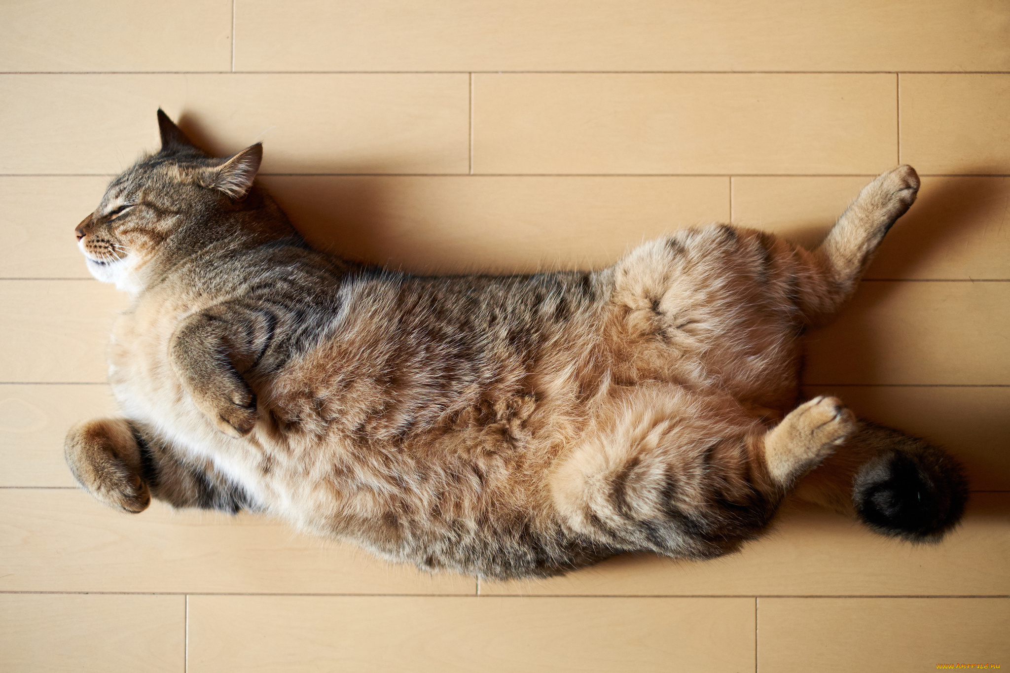 животные, коты, лежа, на, полу, сон, спит