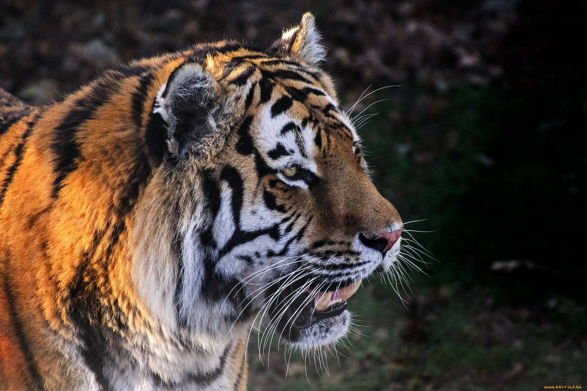 животные, тигры, морда, амурский, тигр