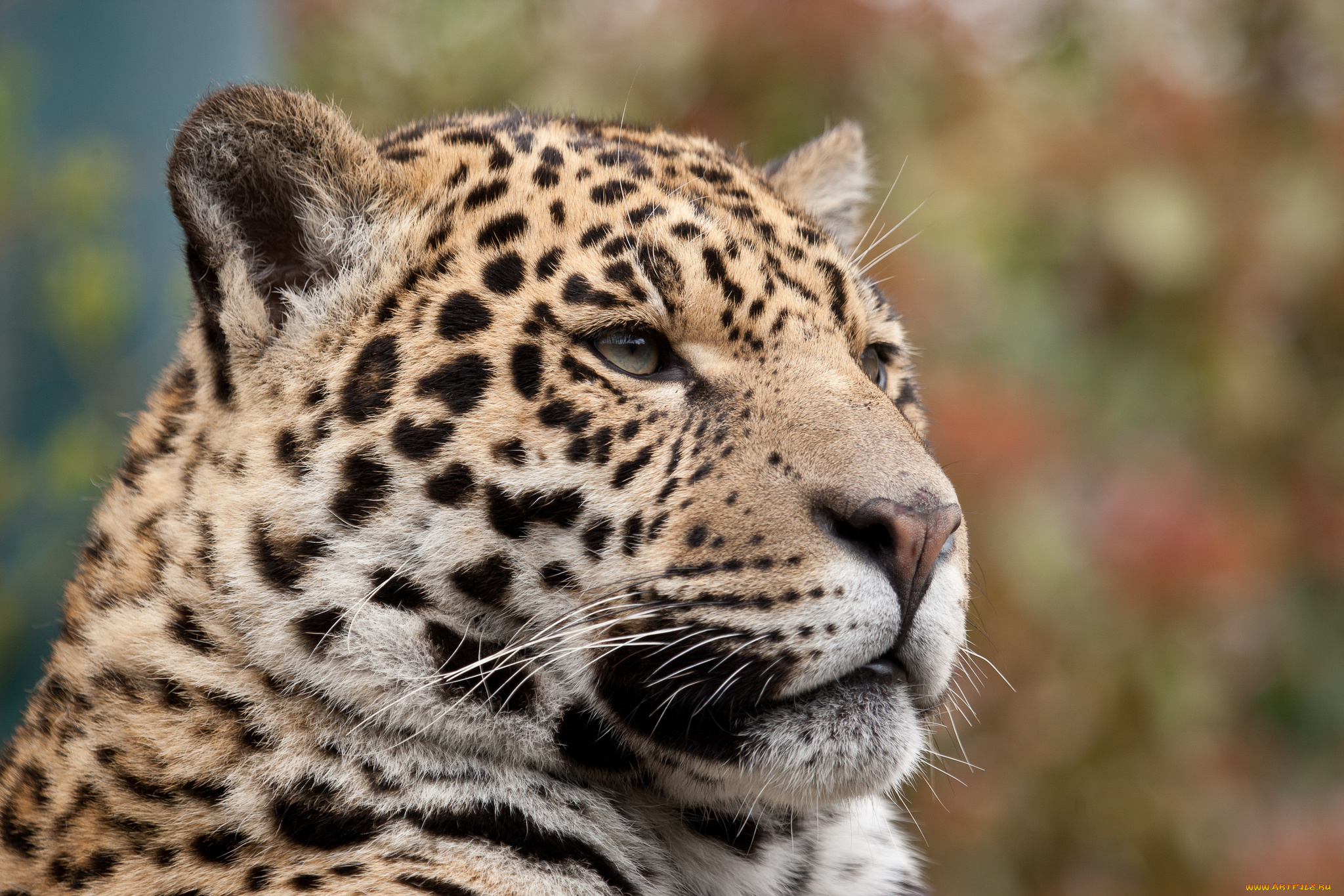 животные, Ягуары, взгляд