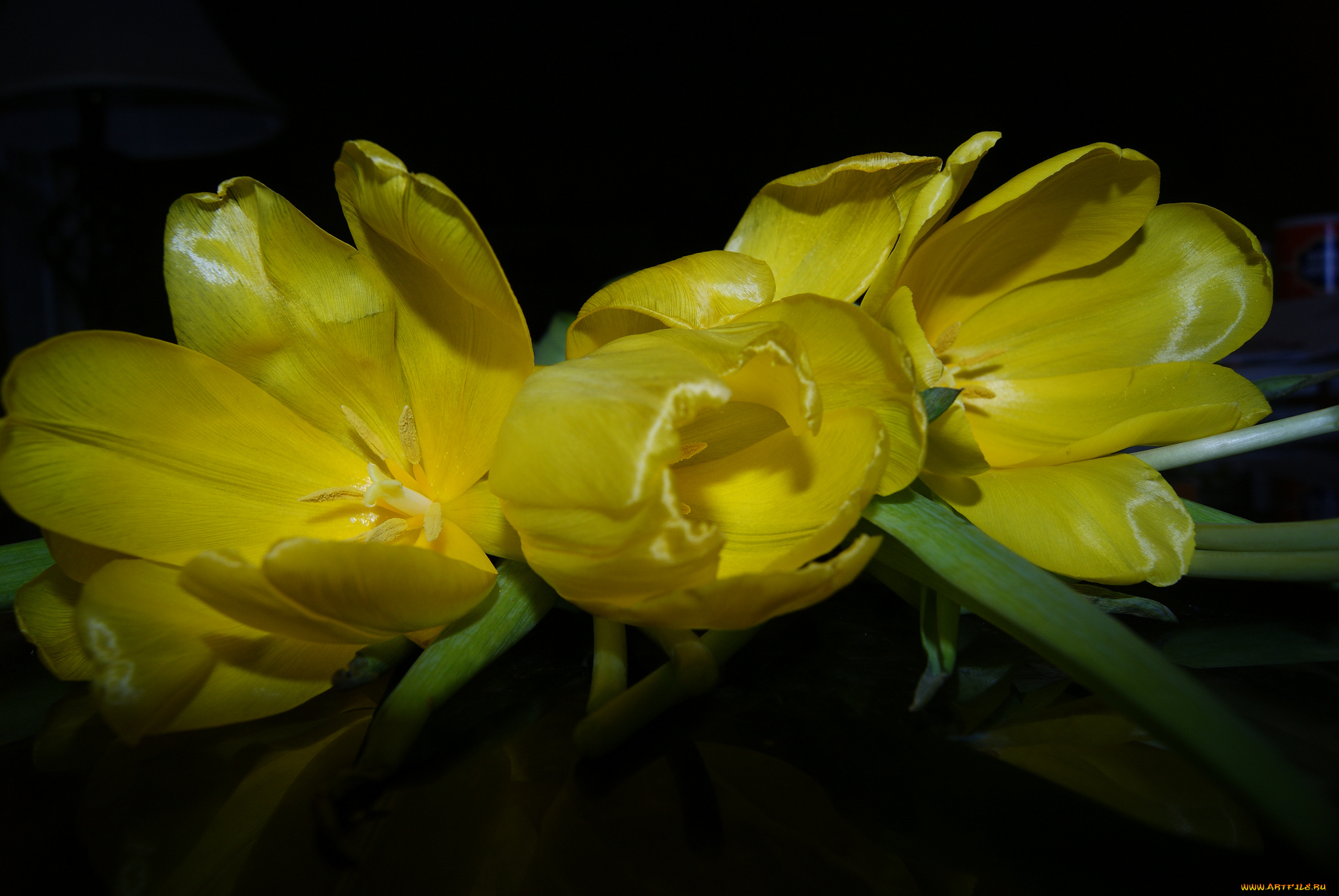 цветы, тюльпаны, желтые