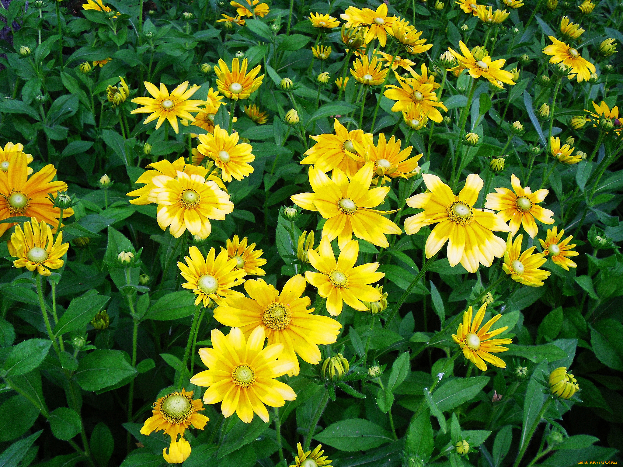 цветы, рудбекия, луг