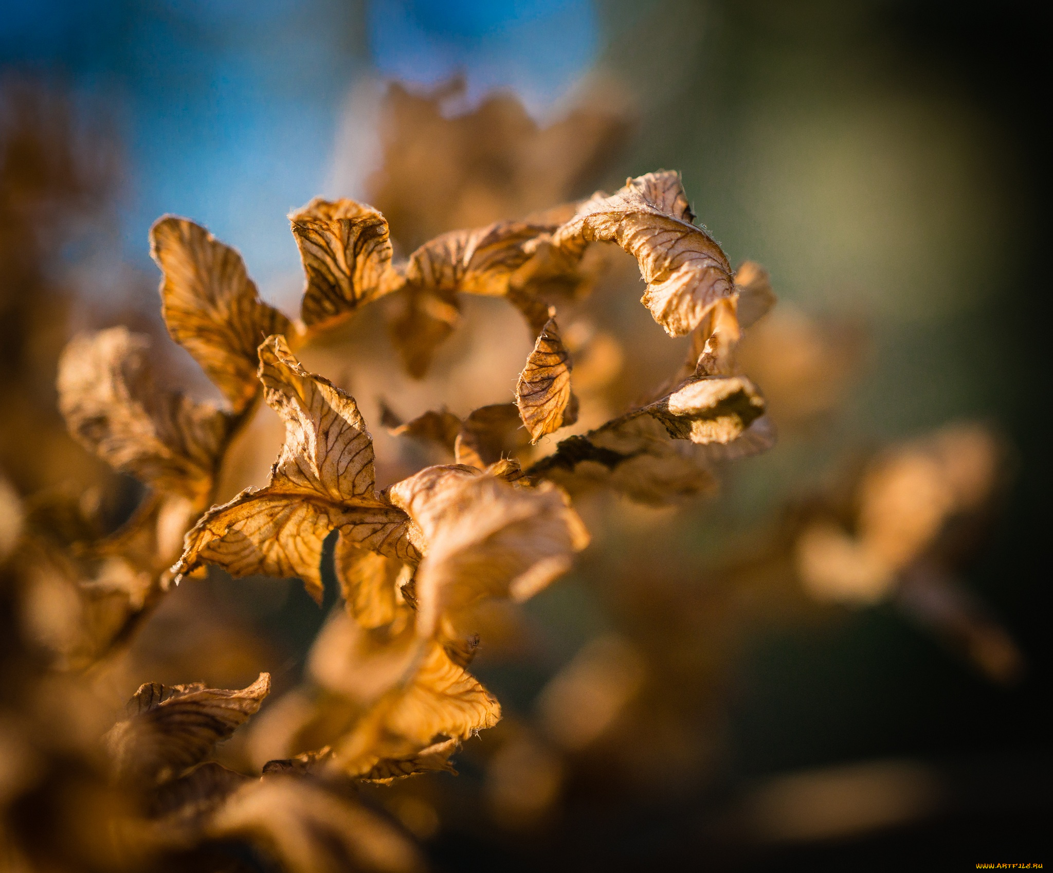 природа, листья, желтые, макро