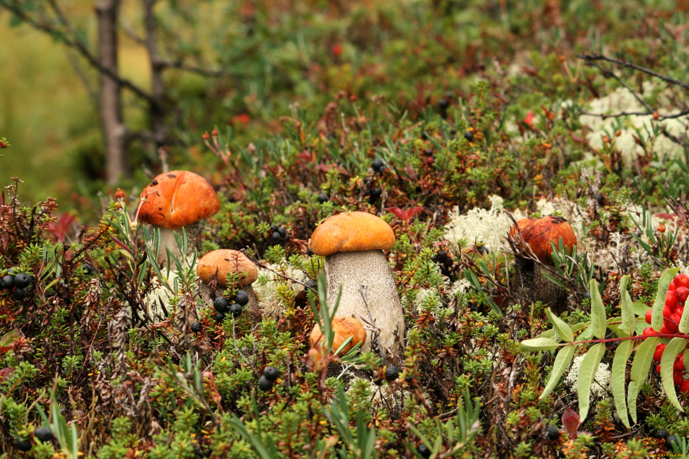 природа, грибы, мох, боровики