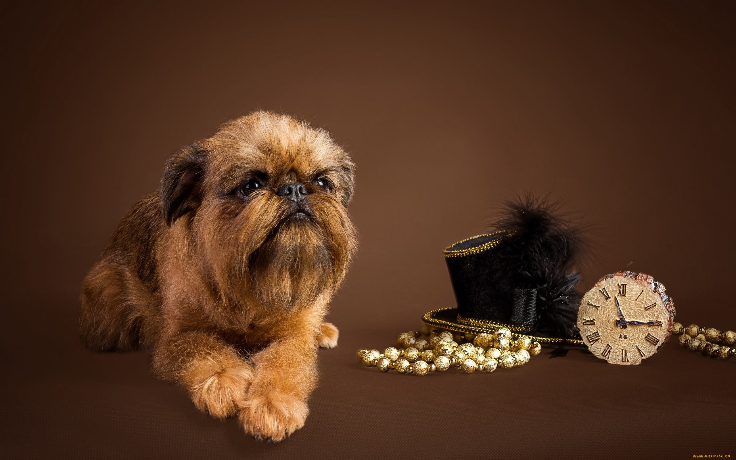 животные, собаки, часы, бусы