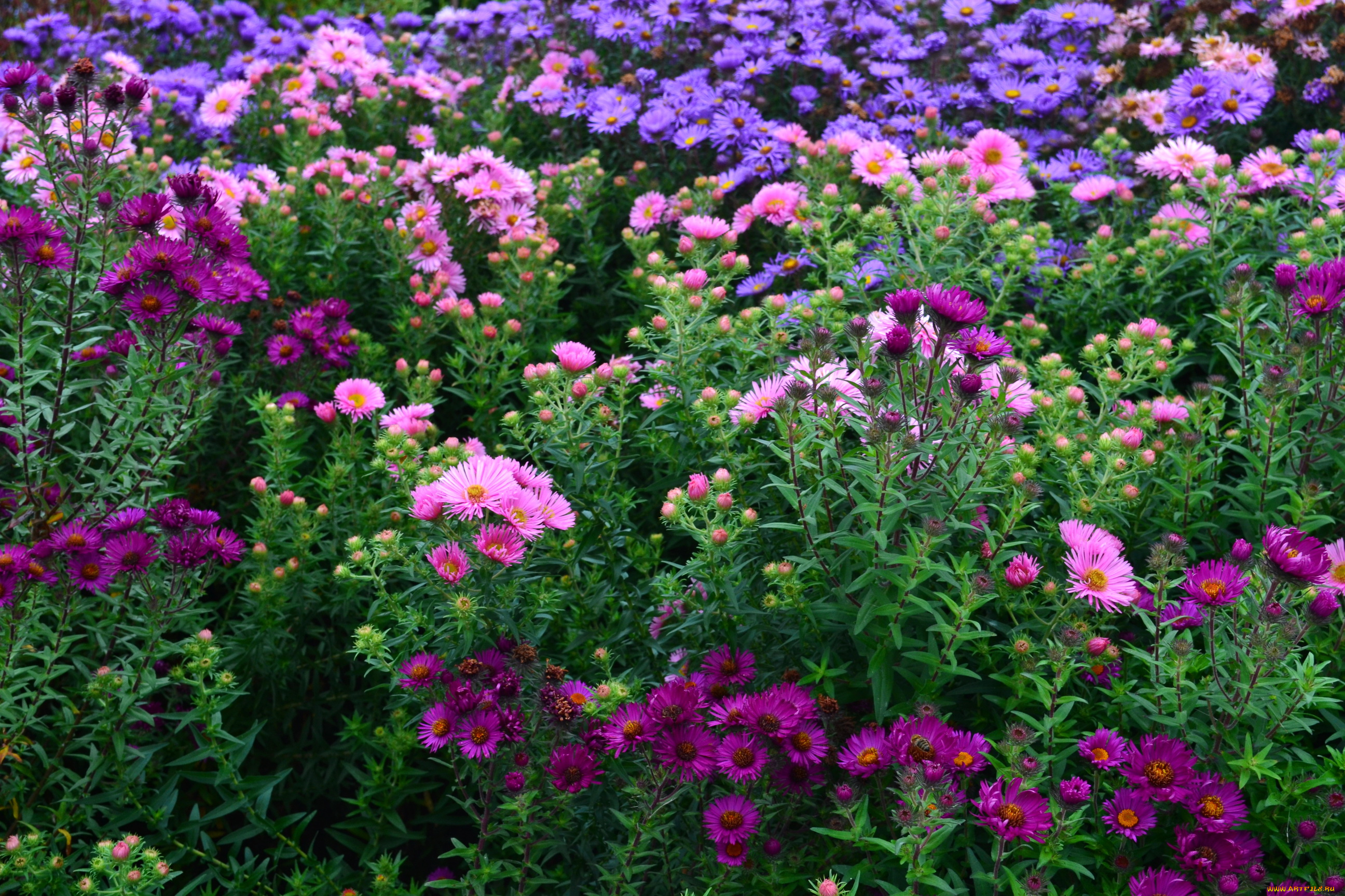 цветы, астры, сад