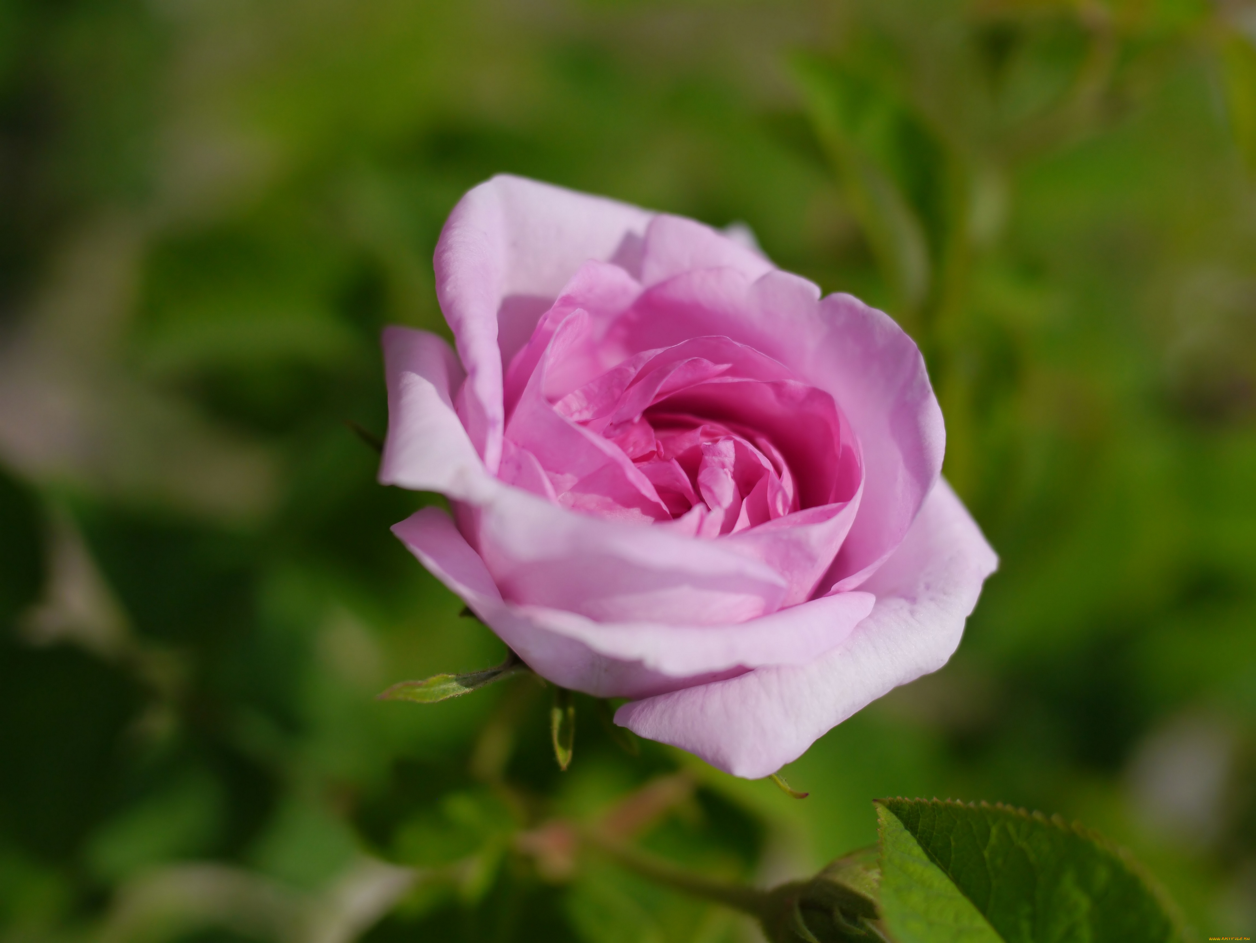 цветы, розы, роза, бутон, макро