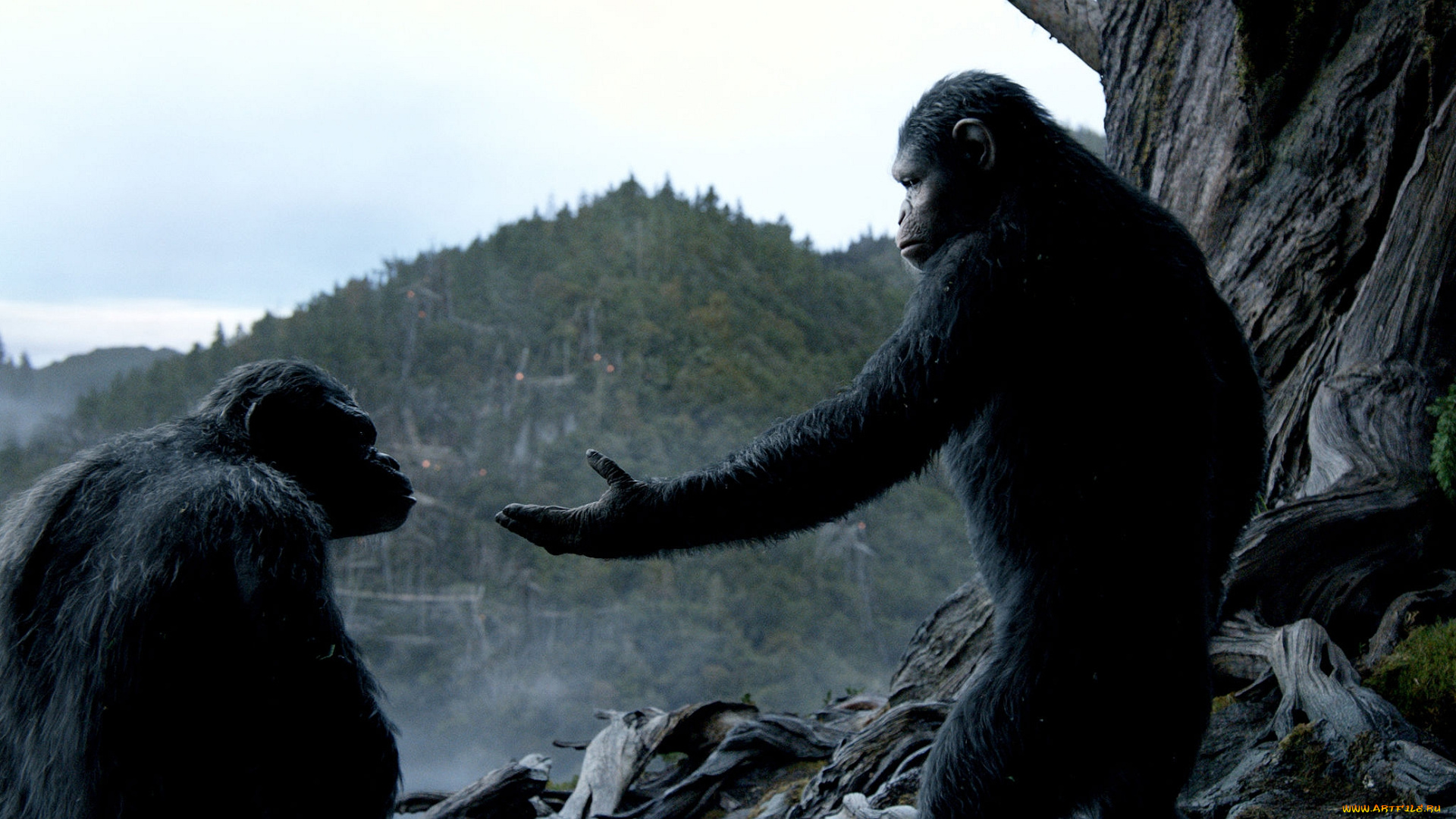 кино, фильмы, dawn, of, the, planet, of, the, apes, of, the, dawn, планета, apes, planet, революция, обезьян