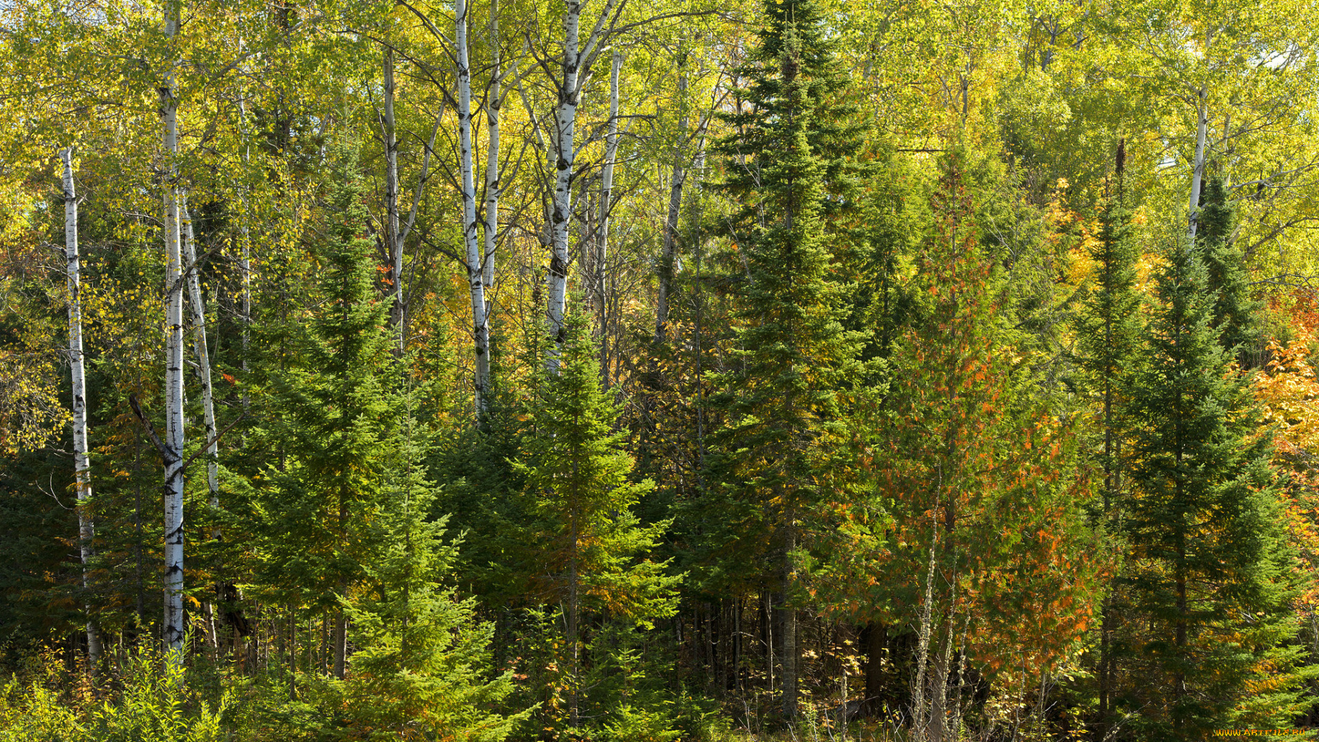 природа, лес