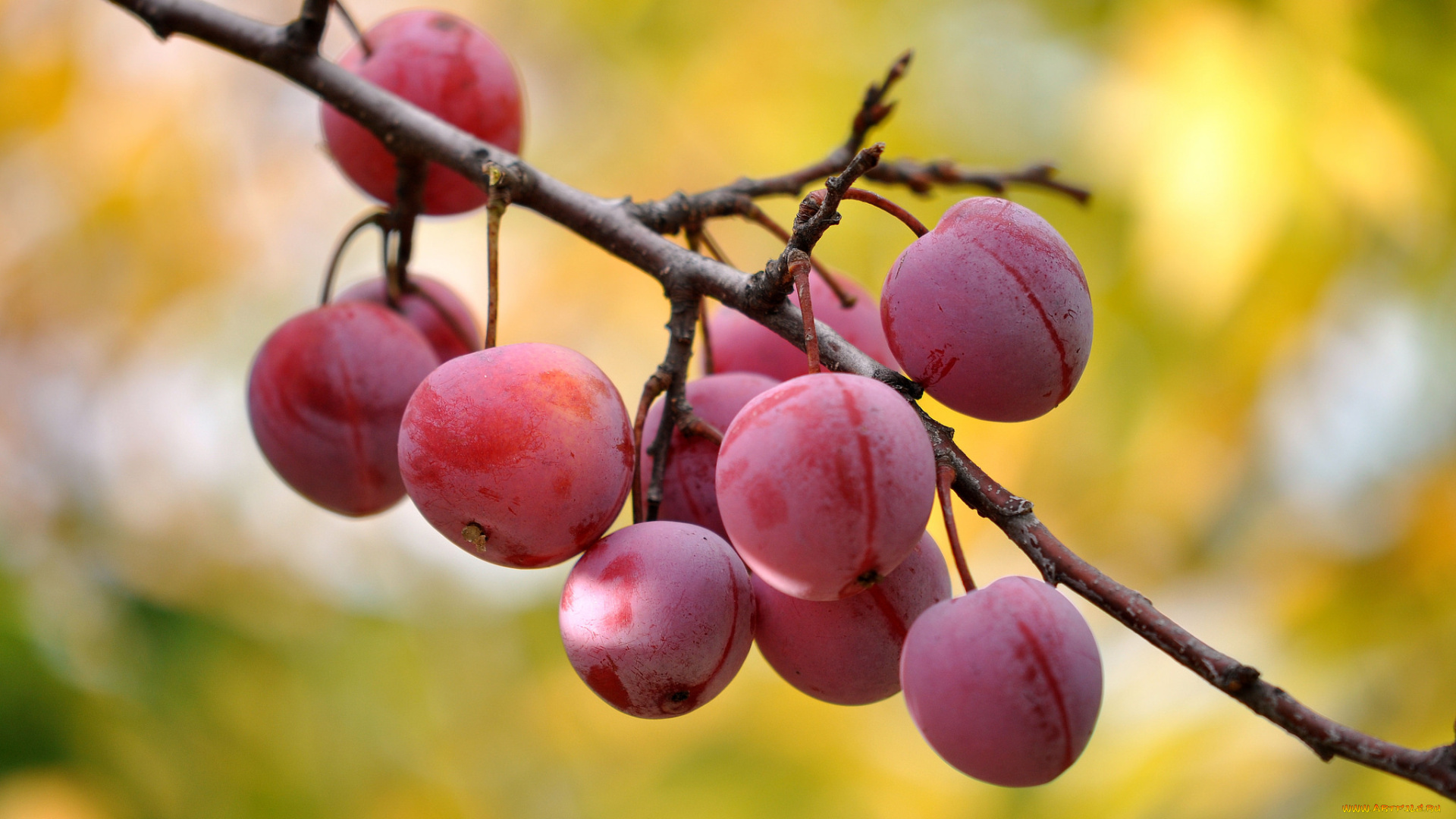 природа, плоды, сливы, ветка