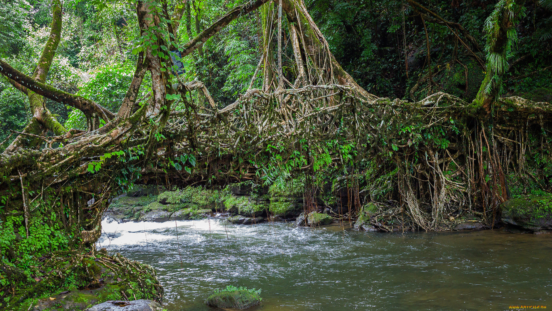 природа, реки, озера, мост, река, лес