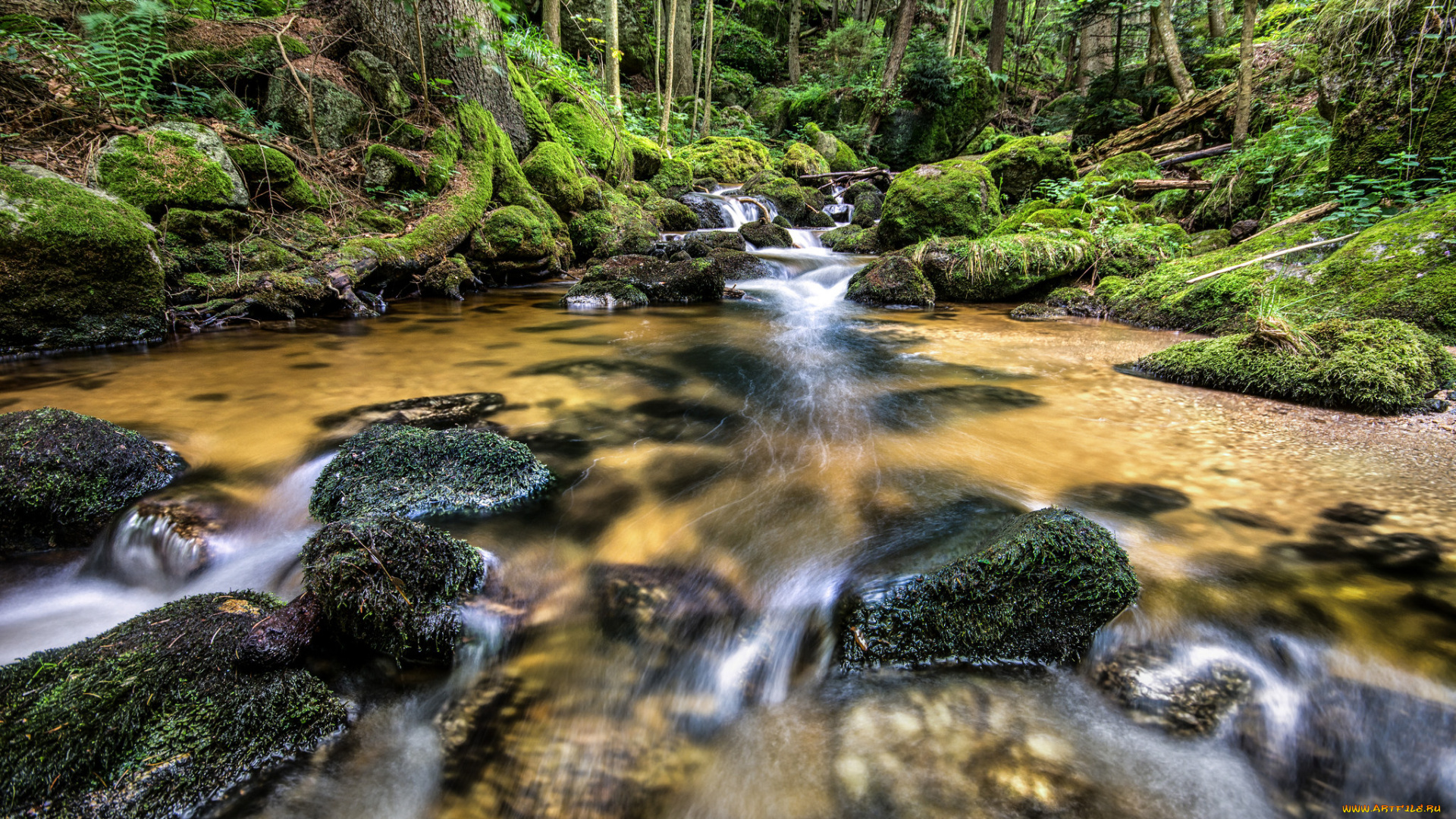 природа, реки, озера, речка, лес