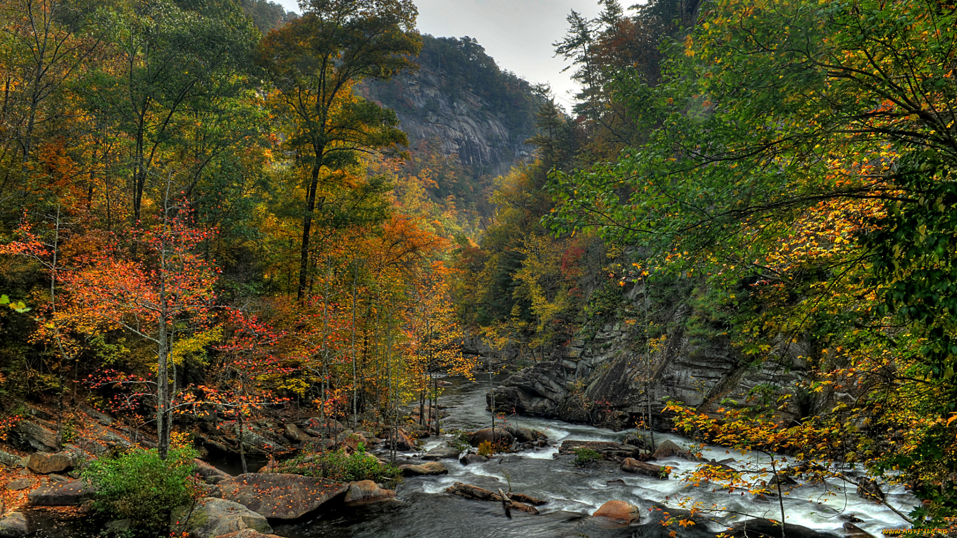 природа, реки, озера, река, лес, горы