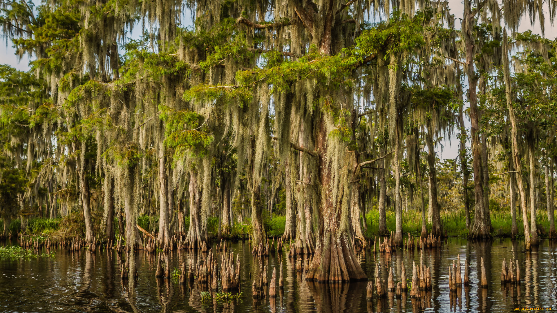 природа, тропики, мангры, вода