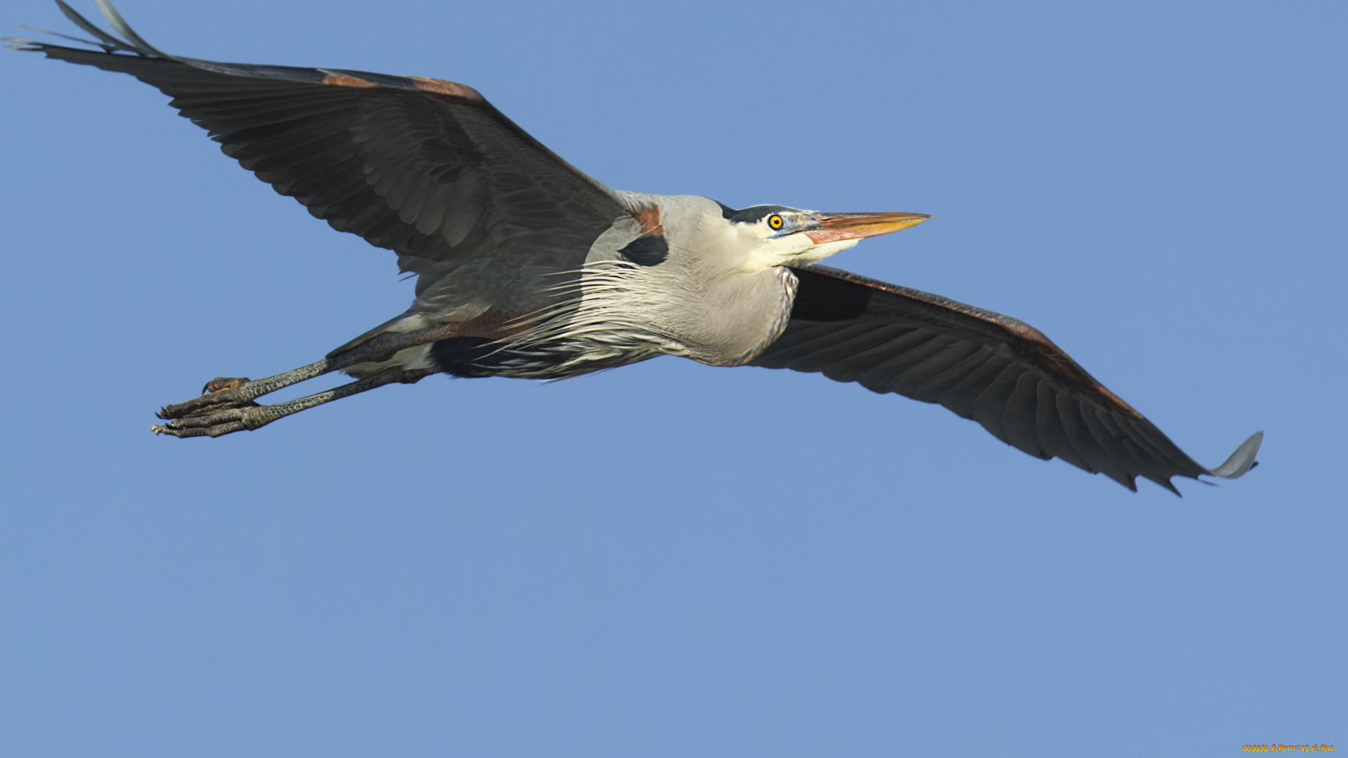 животные, аисты, марабу