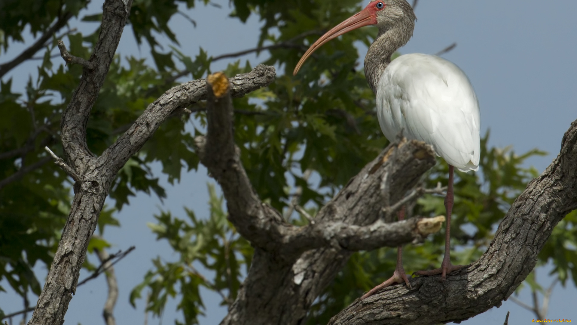 животные, аисты, птица