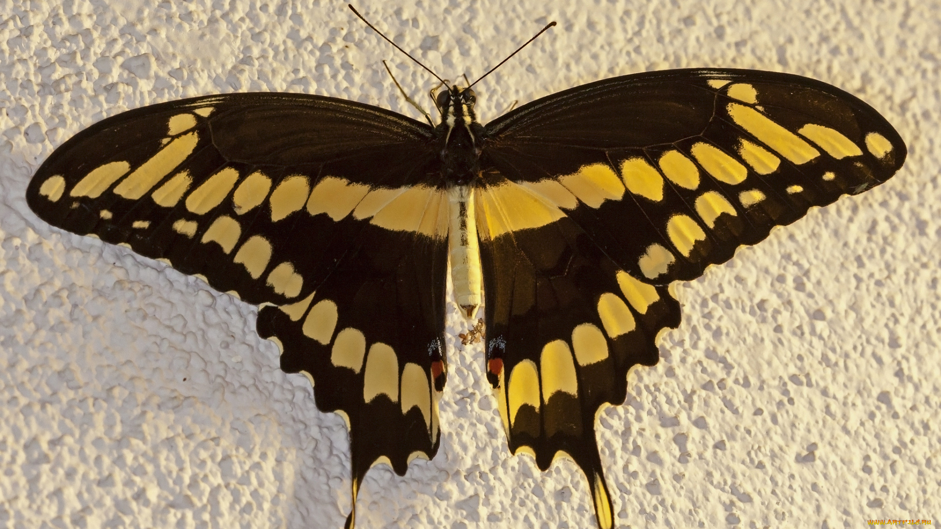 животные, бабочки, , мотыльки, , моли, бабочка