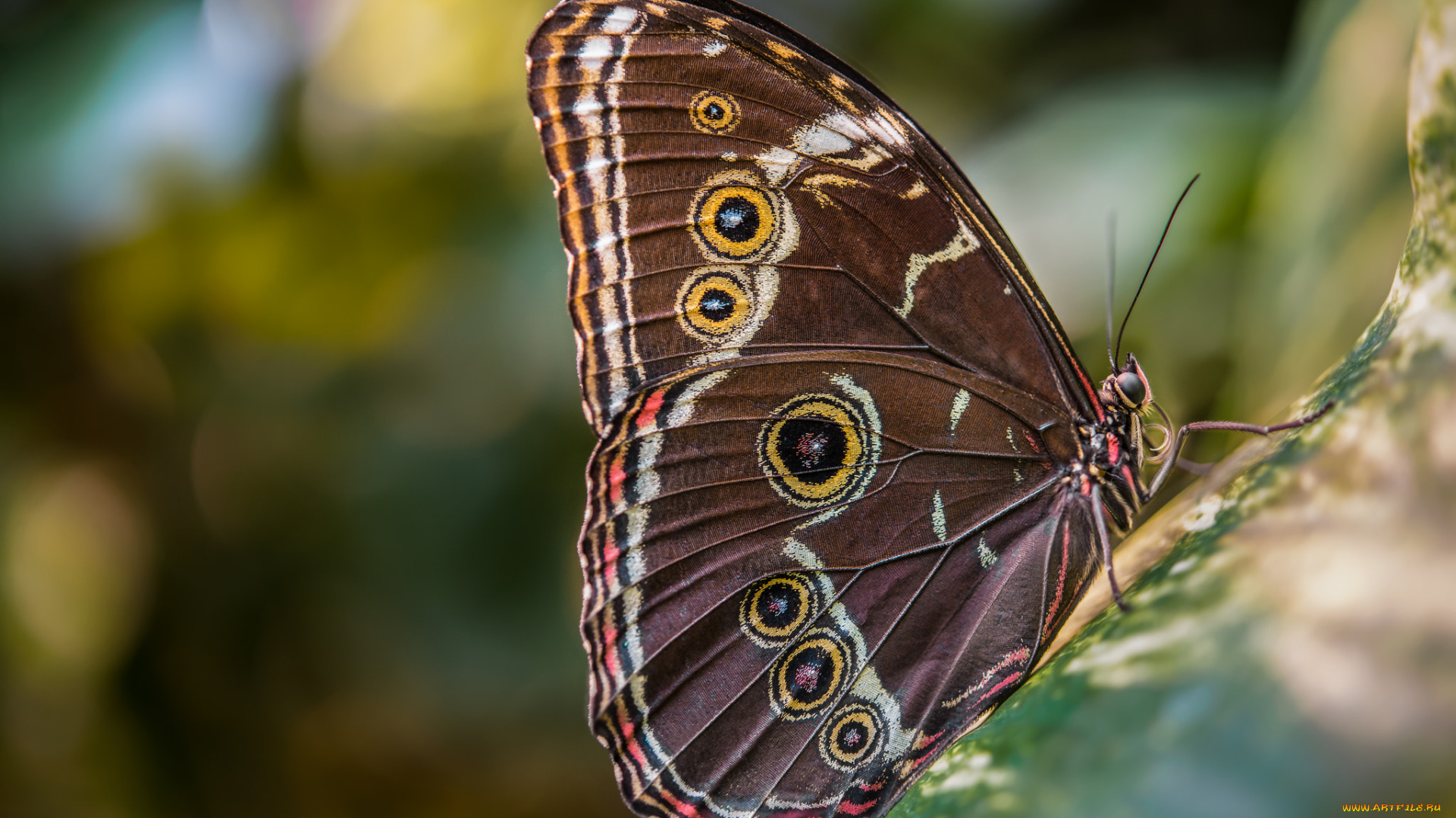животные, бабочки, , мотыльки, , моли, бабочка