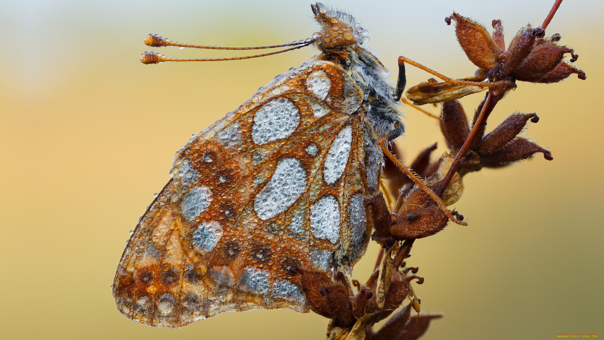 животные, бабочки, , мотыльки, , моли, бабочка